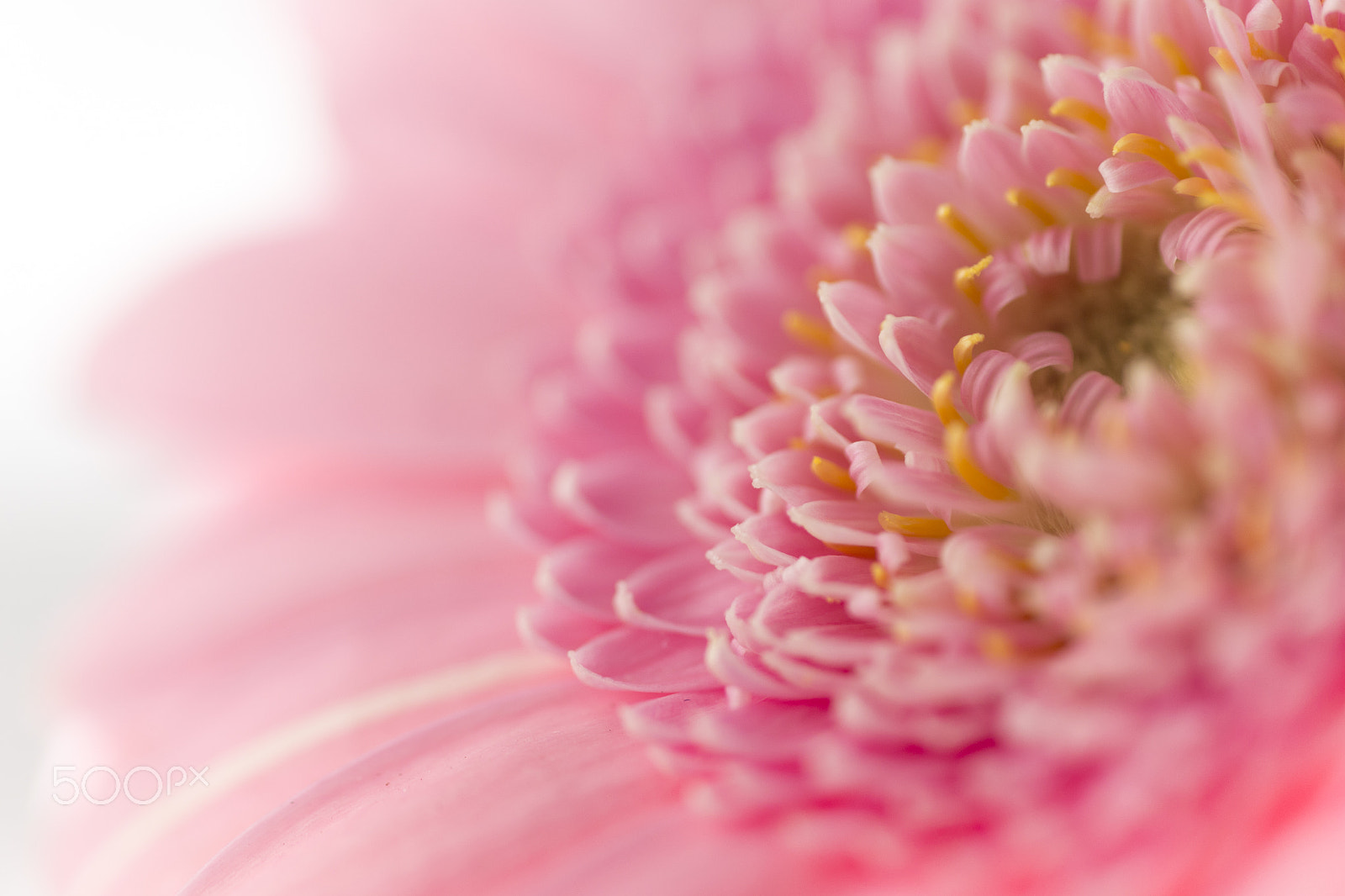 Canon EOS 6D + Tamron SP AF 90mm F2.8 Di Macro sample photo. Macro of pink gerbera photography