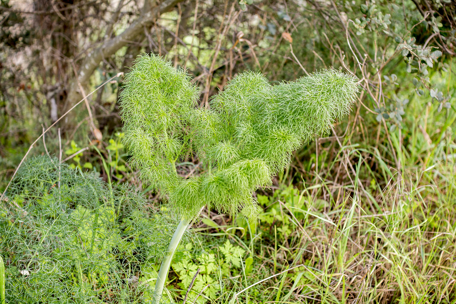 Nikon D7100 + Sigma 30mm F1.4 EX DC HSM sample photo. Winter time in portugal photography