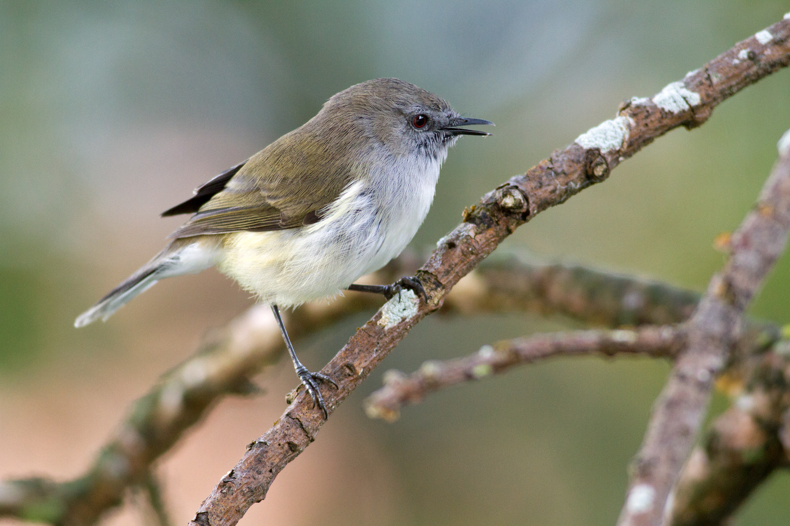 Canon EOS 7D sample photo. Grey warbler singing photography