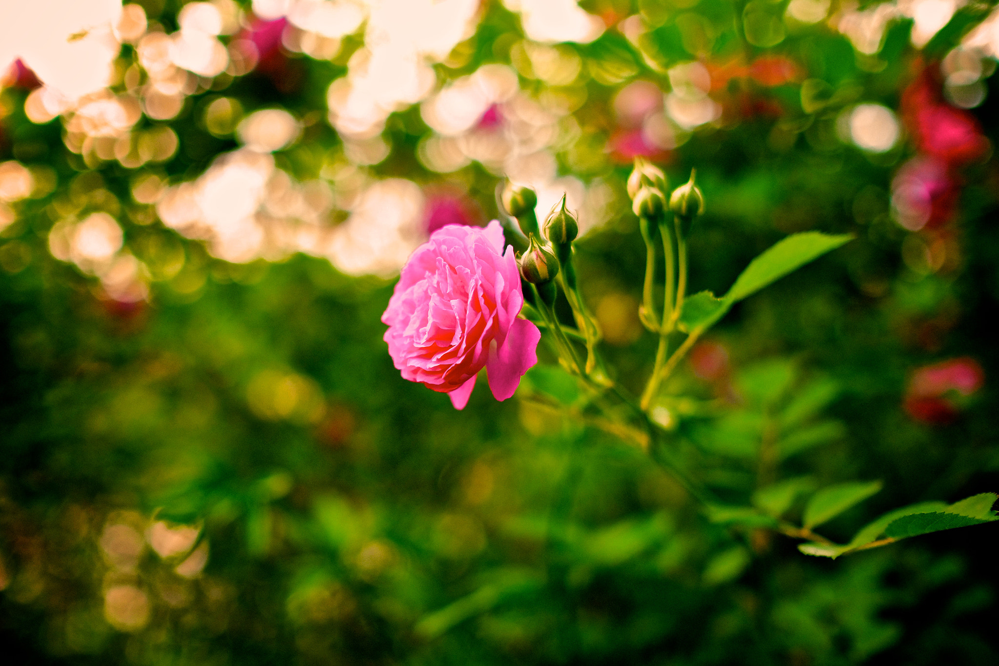 Fujifilm XF 23mm F1.4 R sample photo. 蔷薇 photography