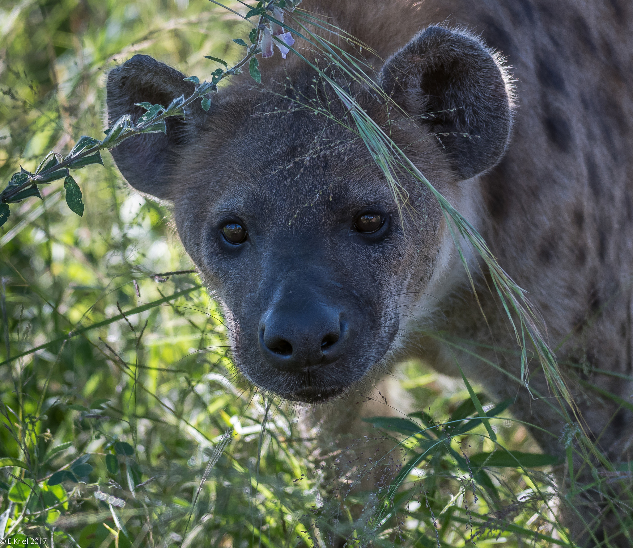 Nikon D500 + Nikon AF-S Nikkor 200-400mm F4G ED-IF VR sample photo. Safari trip march 2017 - hyena photography