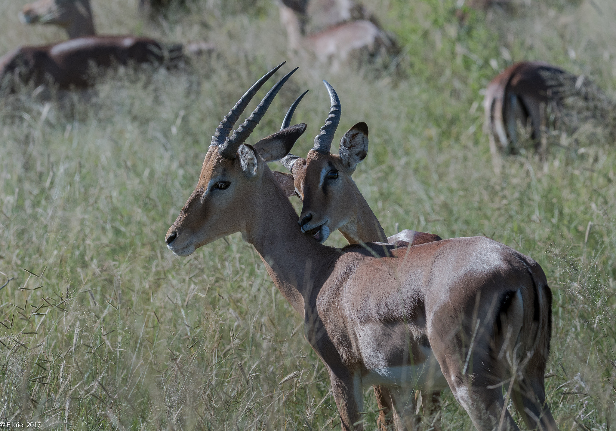 Nikon D500 + Nikon AF-S Nikkor 200-400mm F4G ED-IF VR sample photo. Safari trip march 2017 - two young impalas photography