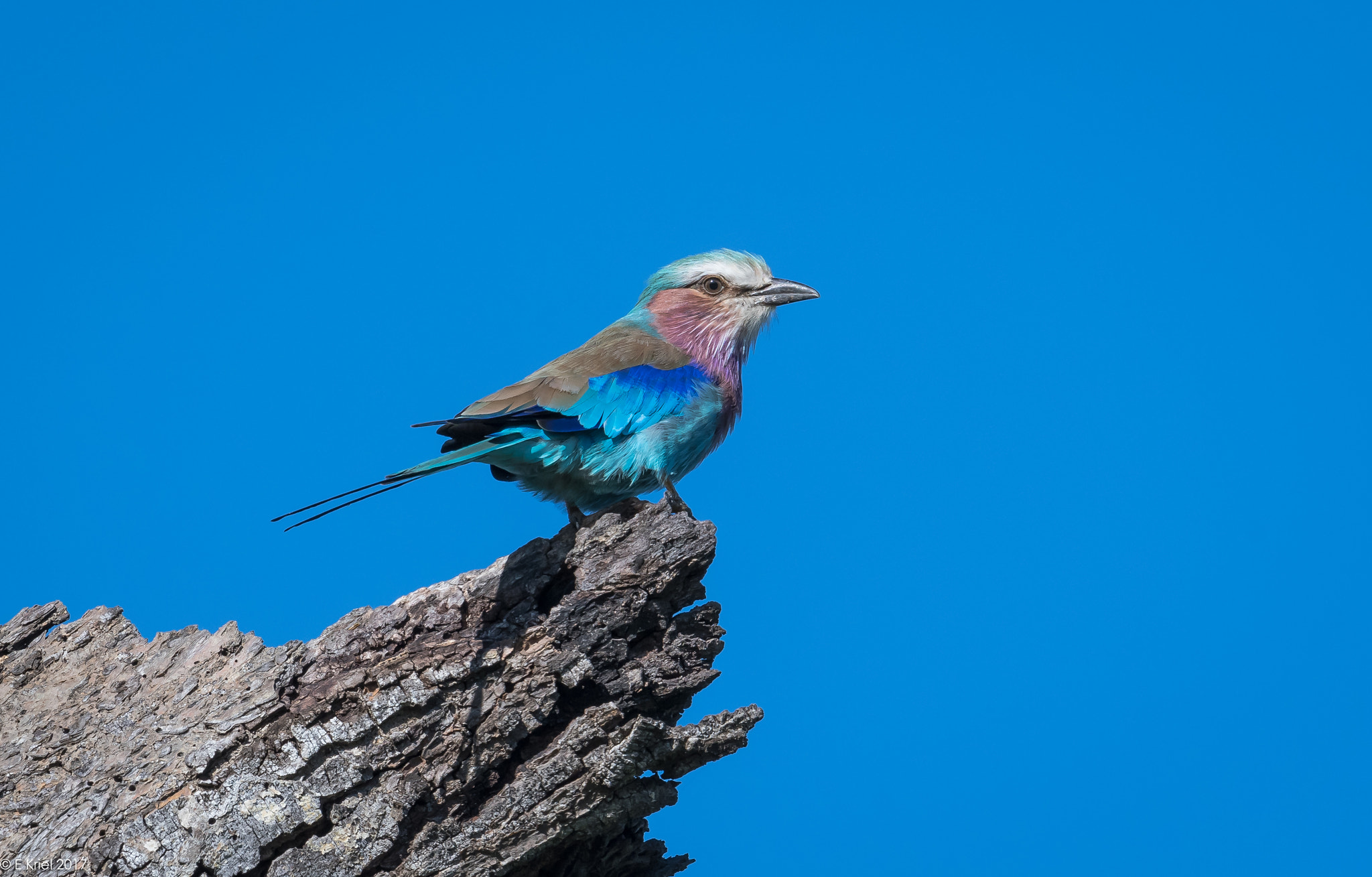 Nikon D500 sample photo. Safari trip march 2017 - lilac breasted roller photography