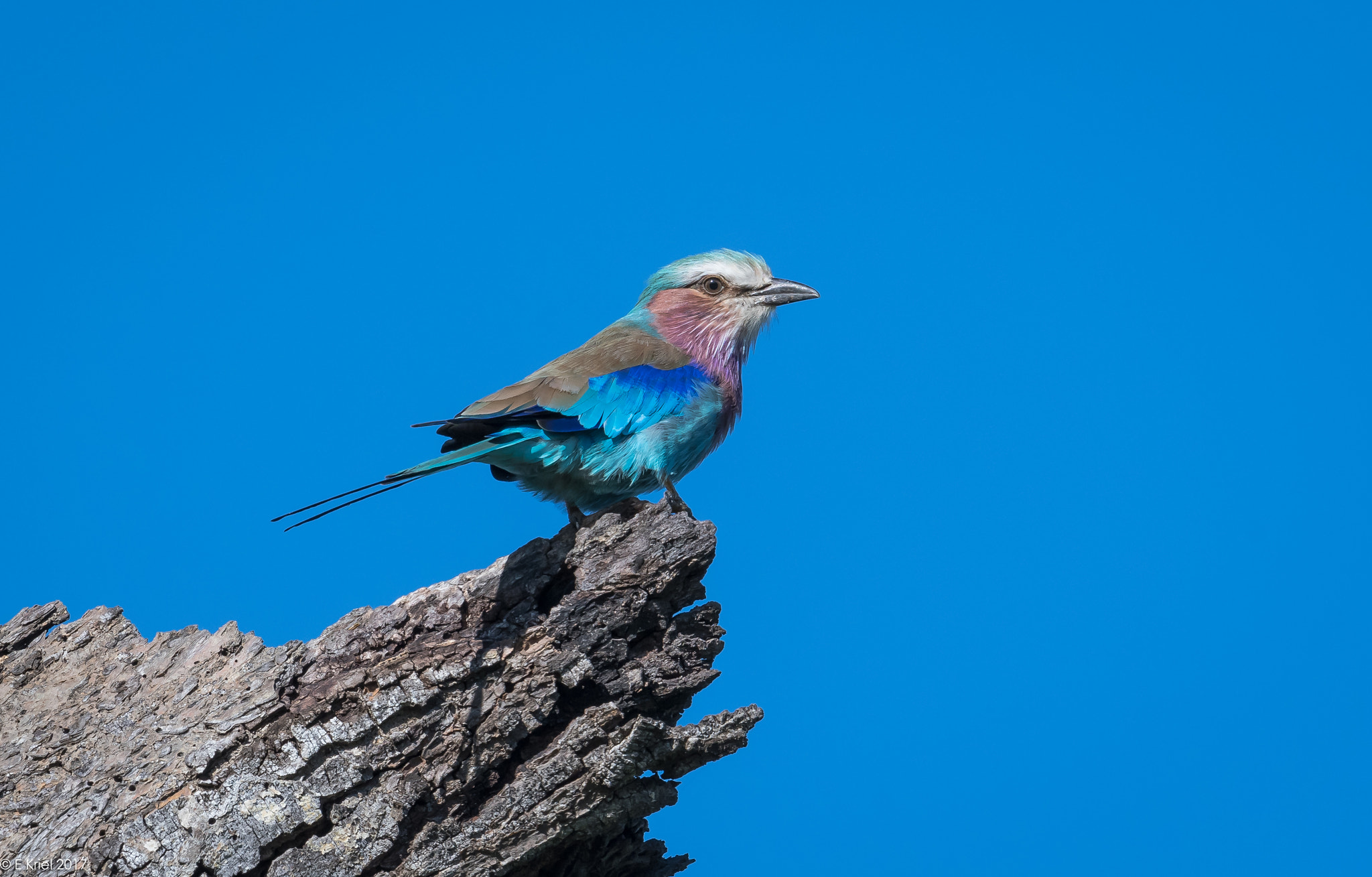 Nikon D500 + Nikon AF-S Nikkor 200-400mm F4G ED-IF VR sample photo. Safari trip march 2017 - lilac breasted roller photography