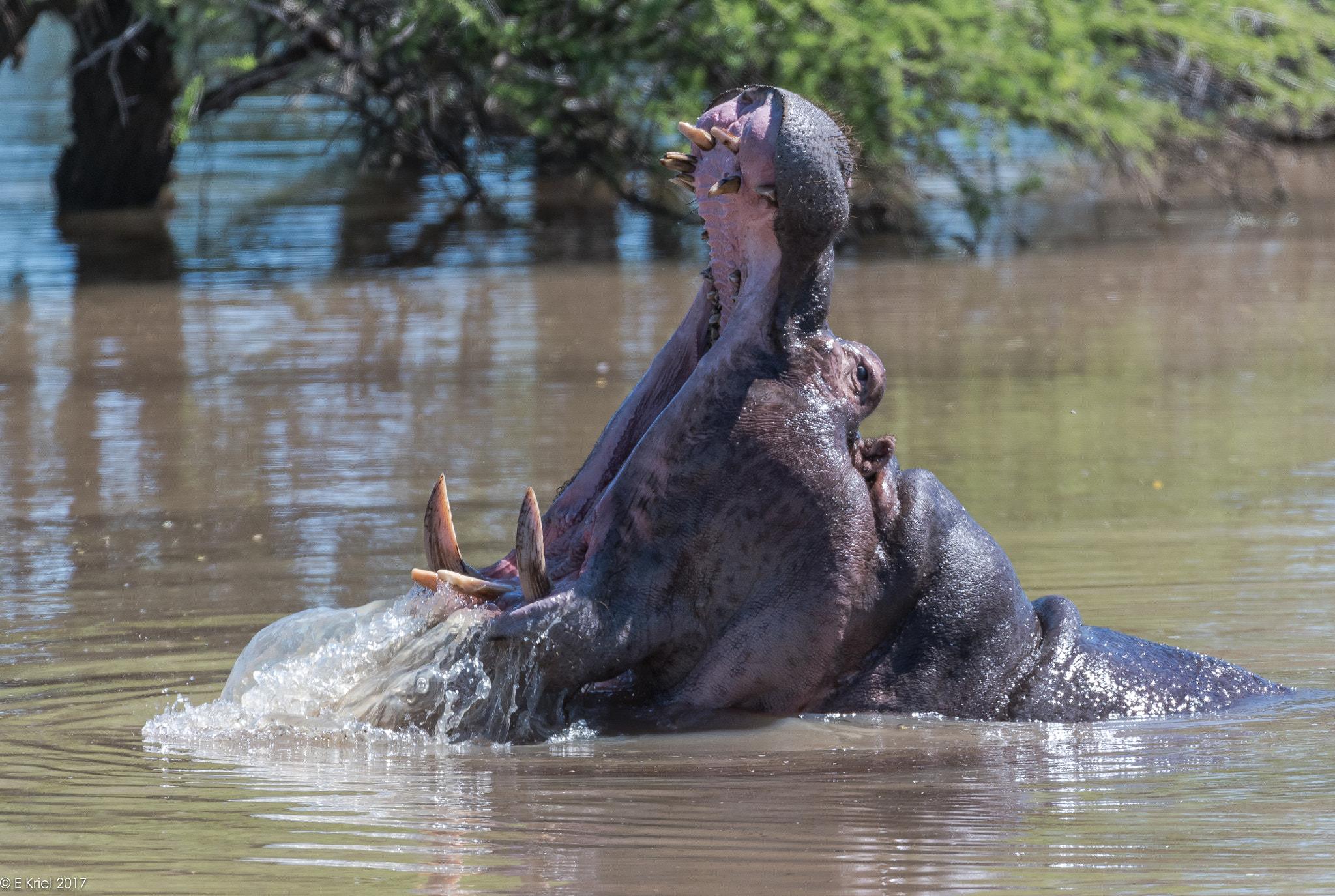 Nikon AF-S Nikkor 200-400mm F4G ED-IF VR sample photo. Safari trip march 2017 - hippo photography