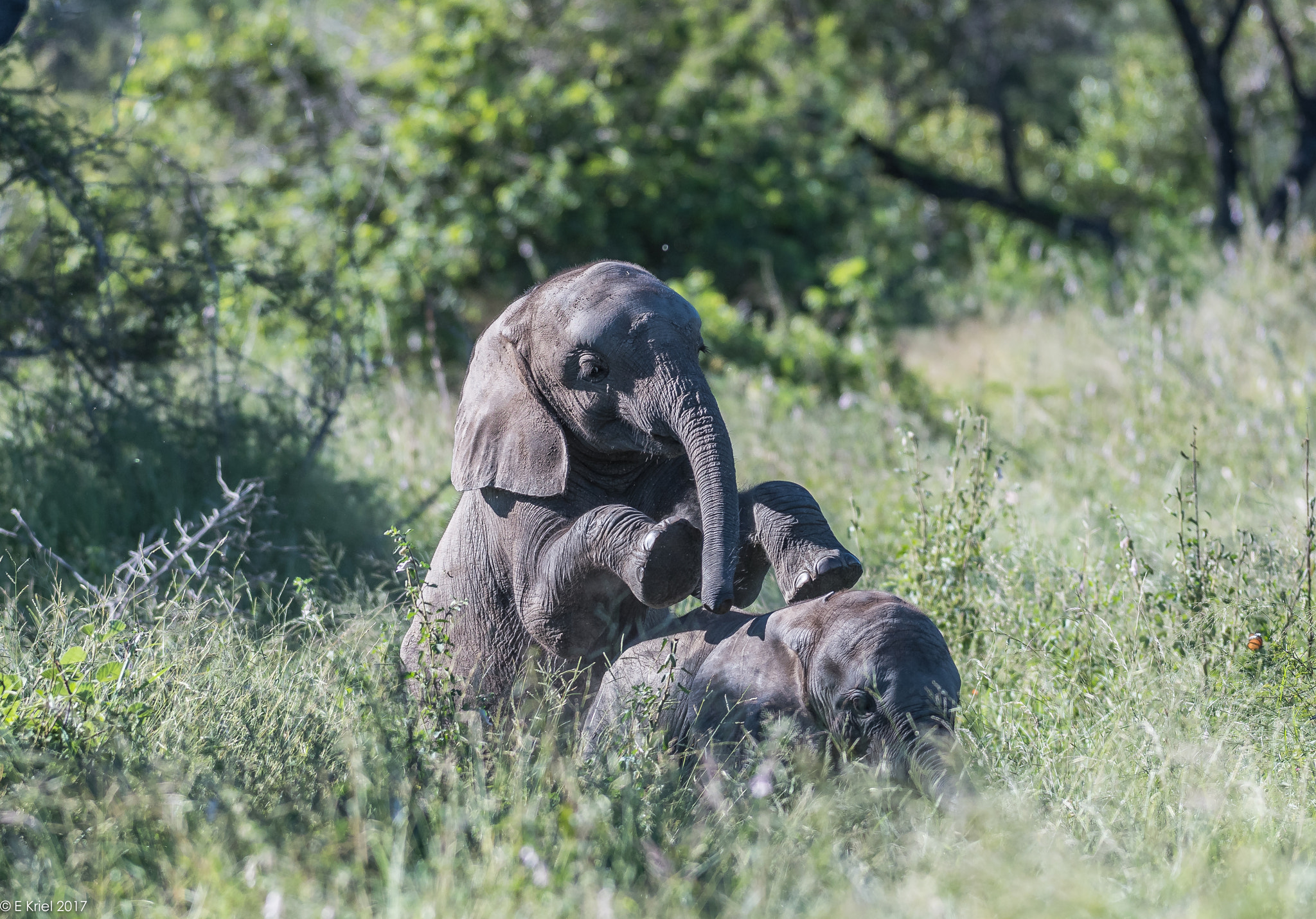 Nikon AF-S Nikkor 200-400mm F4G ED-IF VR sample photo. Safari trip march 2017 - babies playing photography