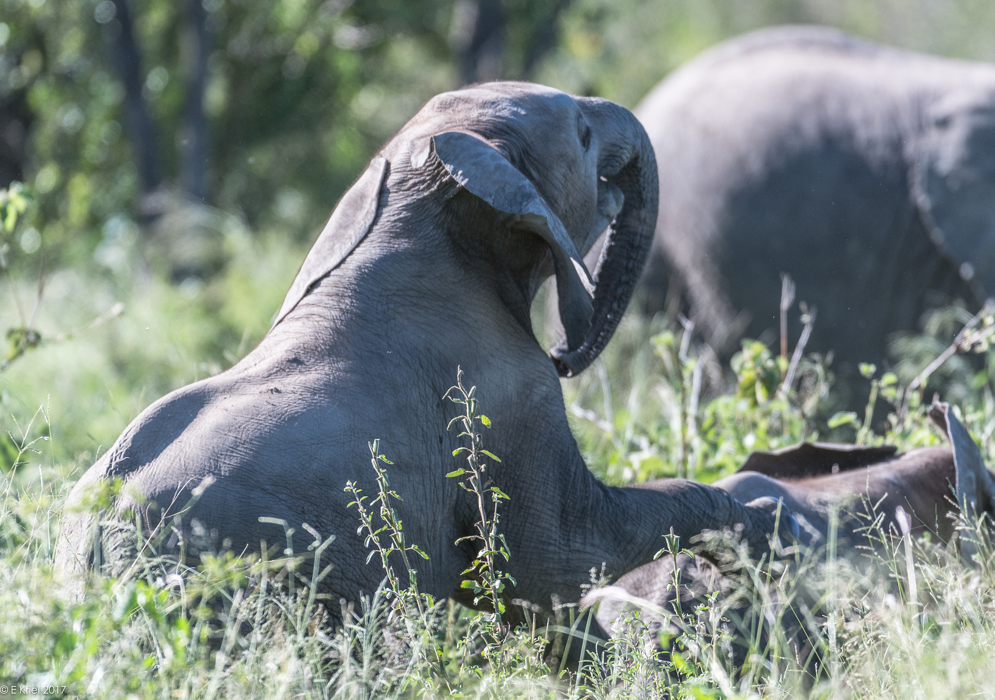 Nikon AF-S Nikkor 200-400mm F4G ED-IF VR sample photo. Safari trip march 2017 - babies playing photography