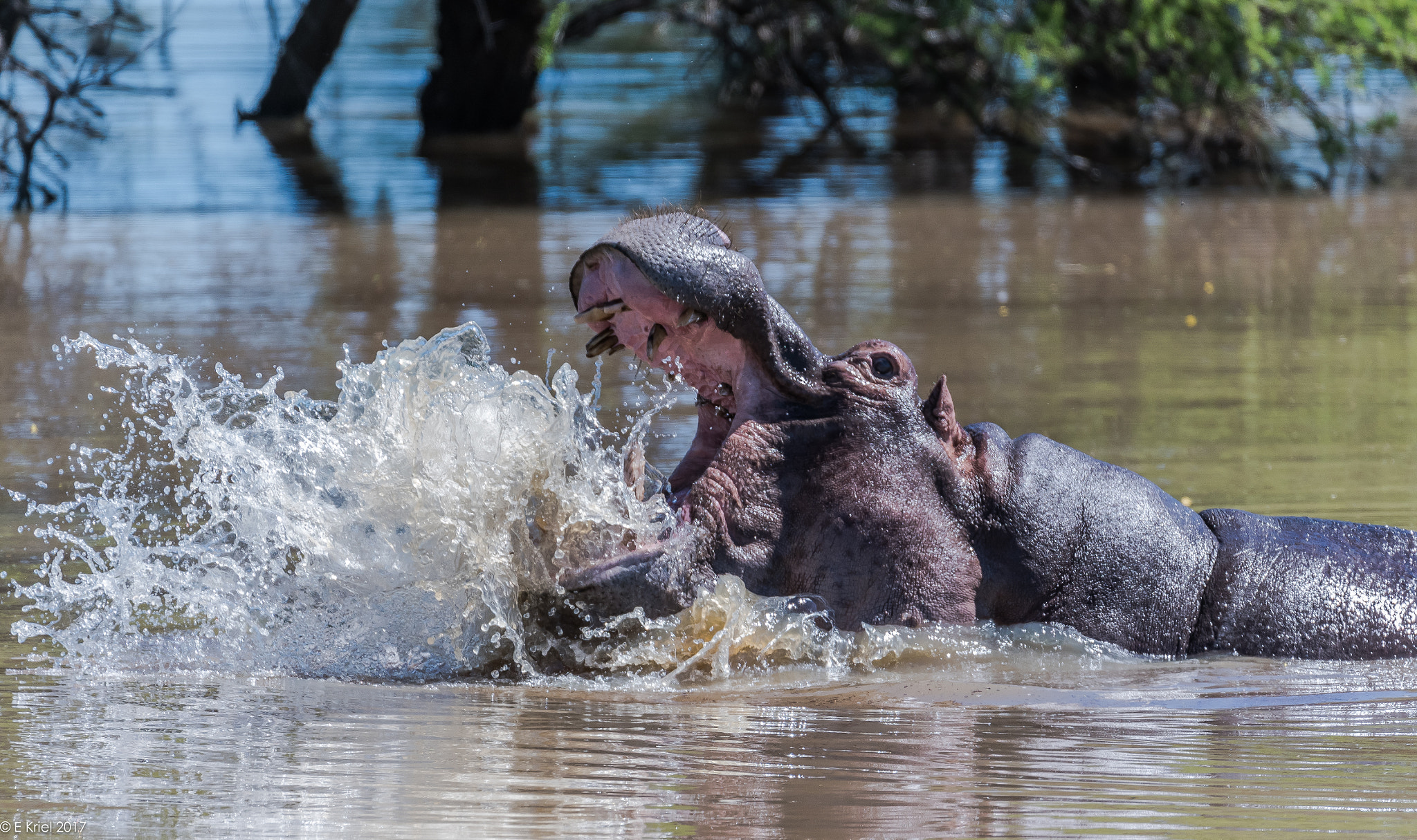 Nikon D500 sample photo. Safari trip march 2017 - hippo photography
