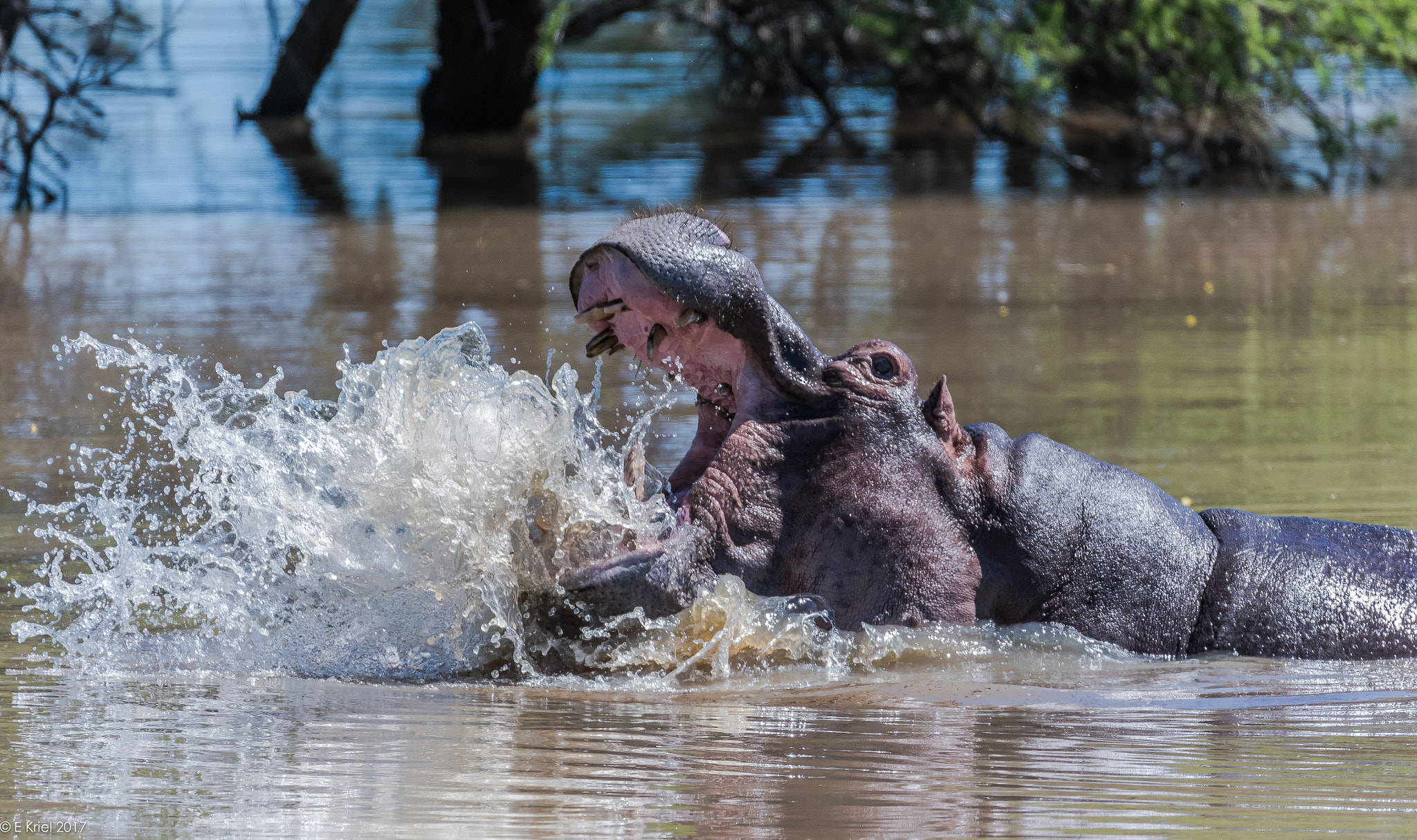 Nikon AF-S Nikkor 200-400mm F4G ED-IF VR sample photo. Safari trip march 2017 - hippo photography