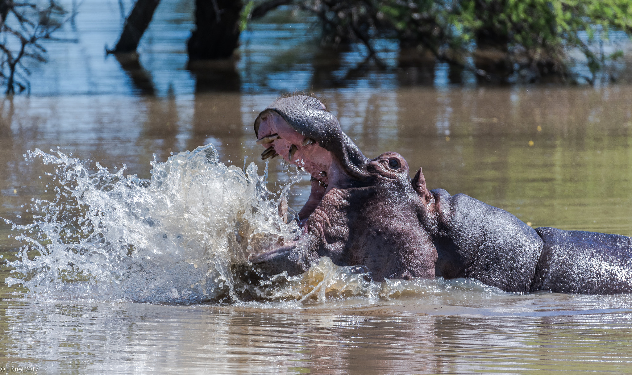 Nikon D500 + Nikon AF-S Nikkor 200-400mm F4G ED-IF VR sample photo. Safari trip march 2017 - hippo photography