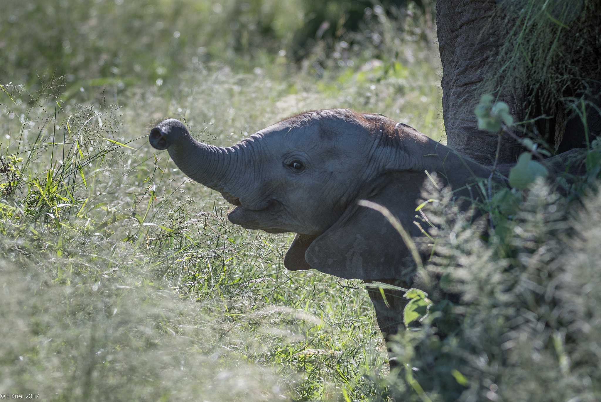 Nikon AF-S Nikkor 200-400mm F4G ED-IF VR sample photo. Safari trip march 2017 - baby sensing us photography