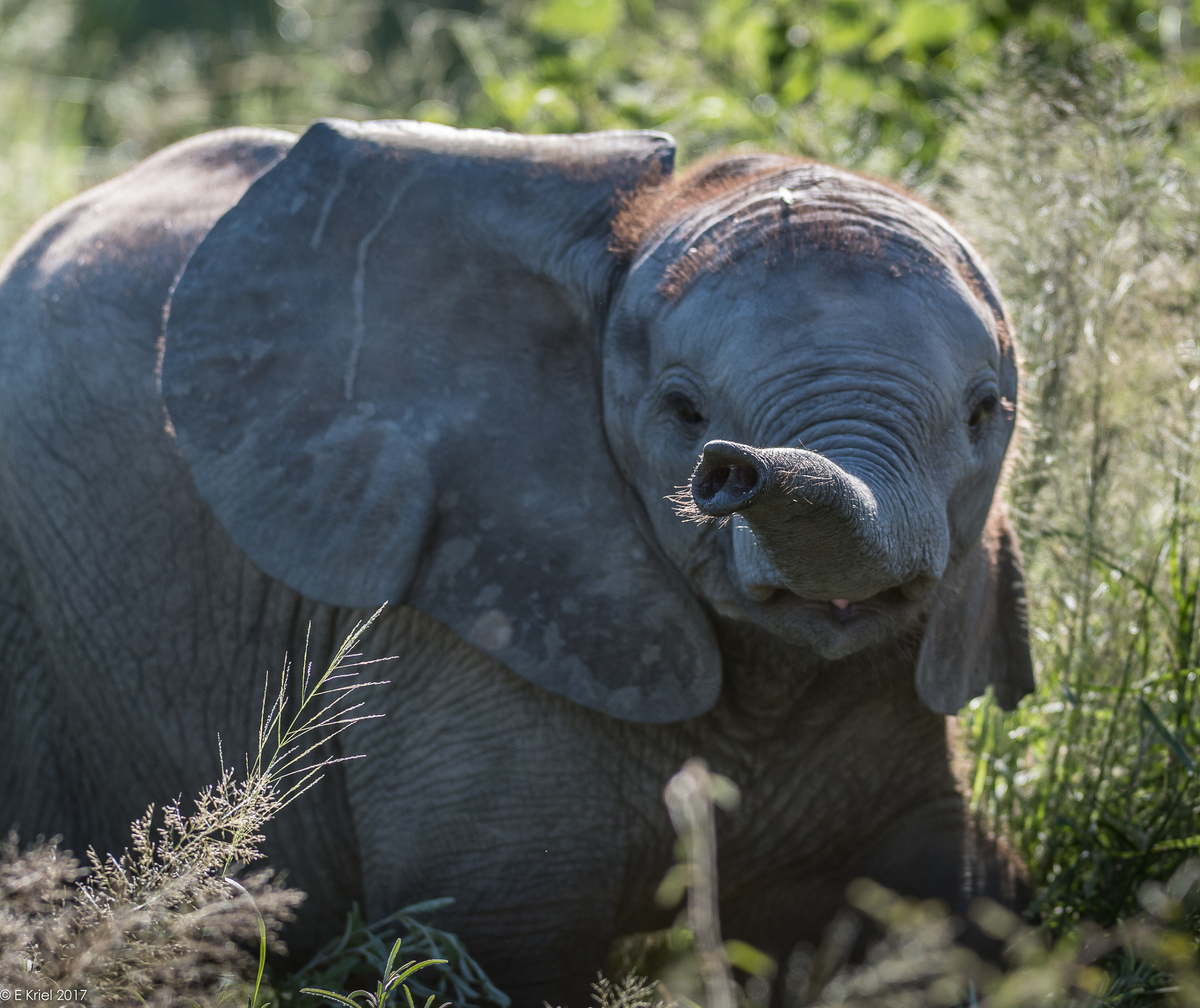 Nikon D500 sample photo. Safari trip march 2017 - baby smelling us photography