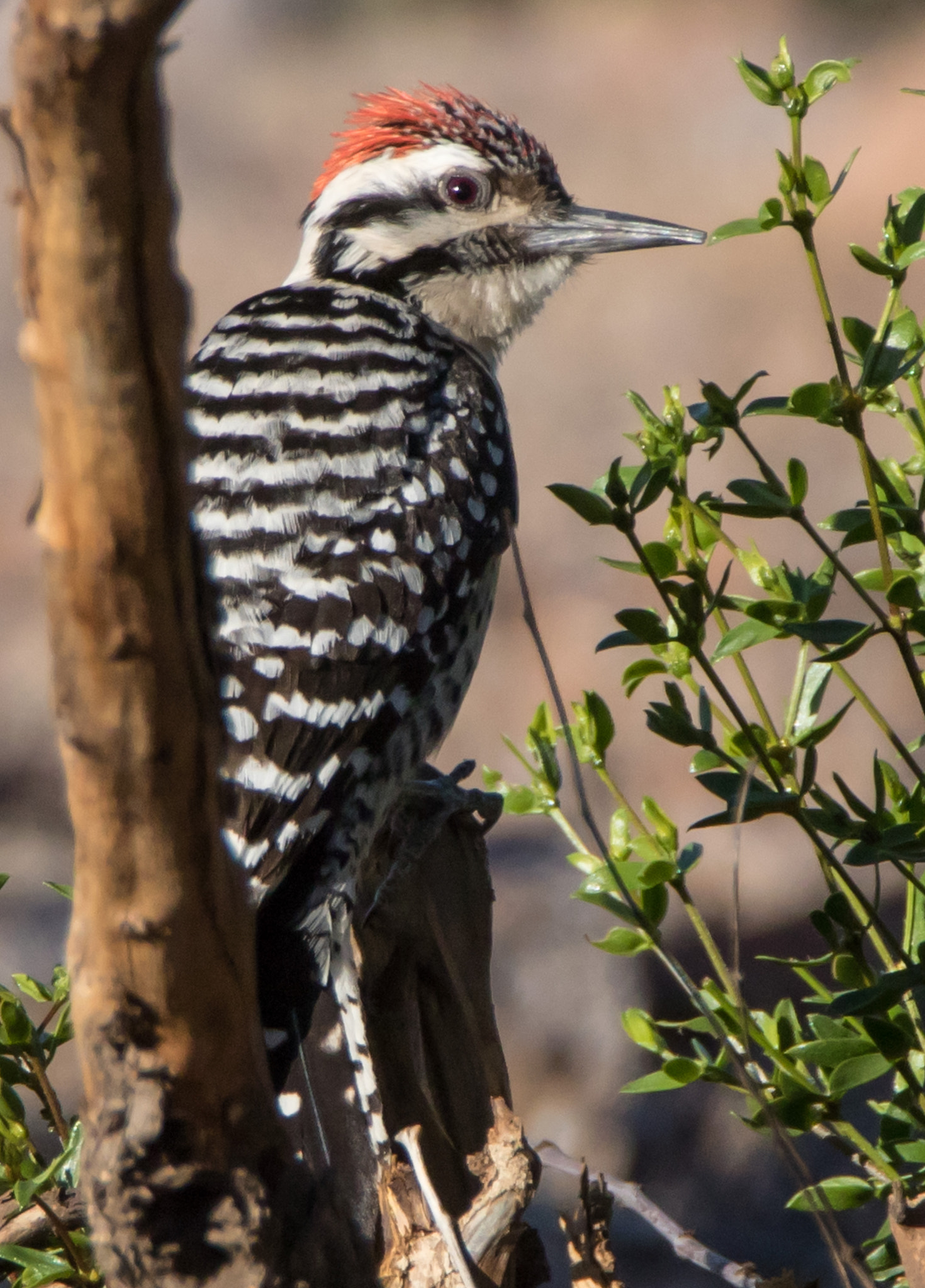 Tamron SP 150-600mm F5-6.3 Di VC USD sample photo. Ladder backed woodpecker photography