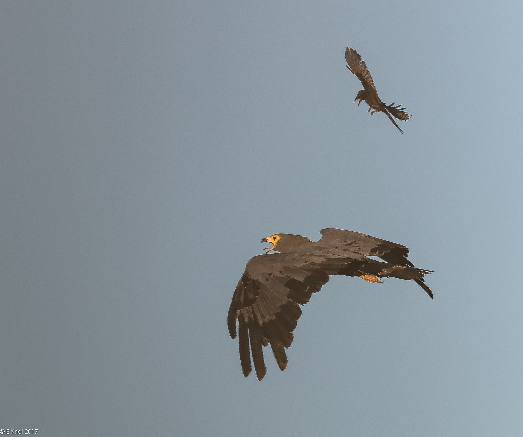 Nikon D500 sample photo. Safari trip march 2017 - african harrier hawk being mobbed photography