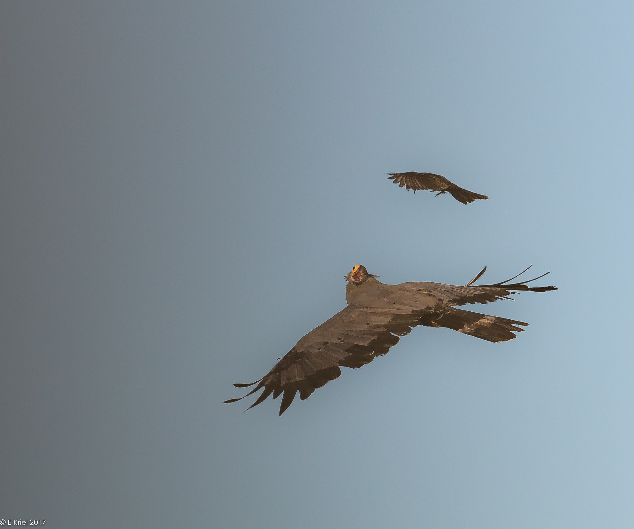 Nikon D500 + Nikon AF-S Nikkor 200-400mm F4G ED-IF VR sample photo. Safari trip march 2017 - african harrier hawk being mobbed photography