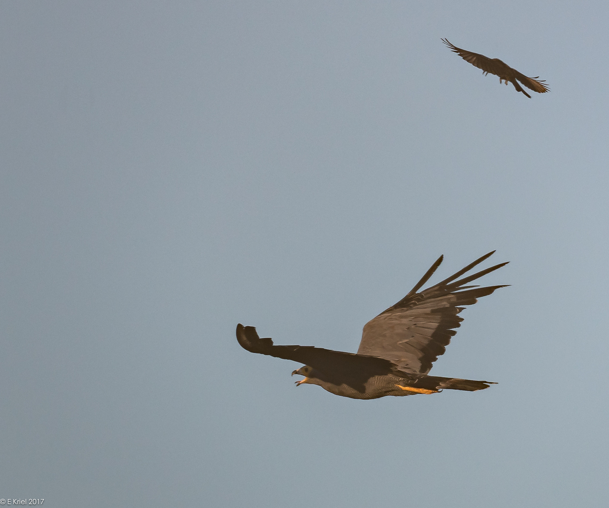 Nikon D500 + Nikon AF-S Nikkor 200-400mm F4G ED-IF VR sample photo. Safari trip march 2017 - african harrier hawk being mobbed photography