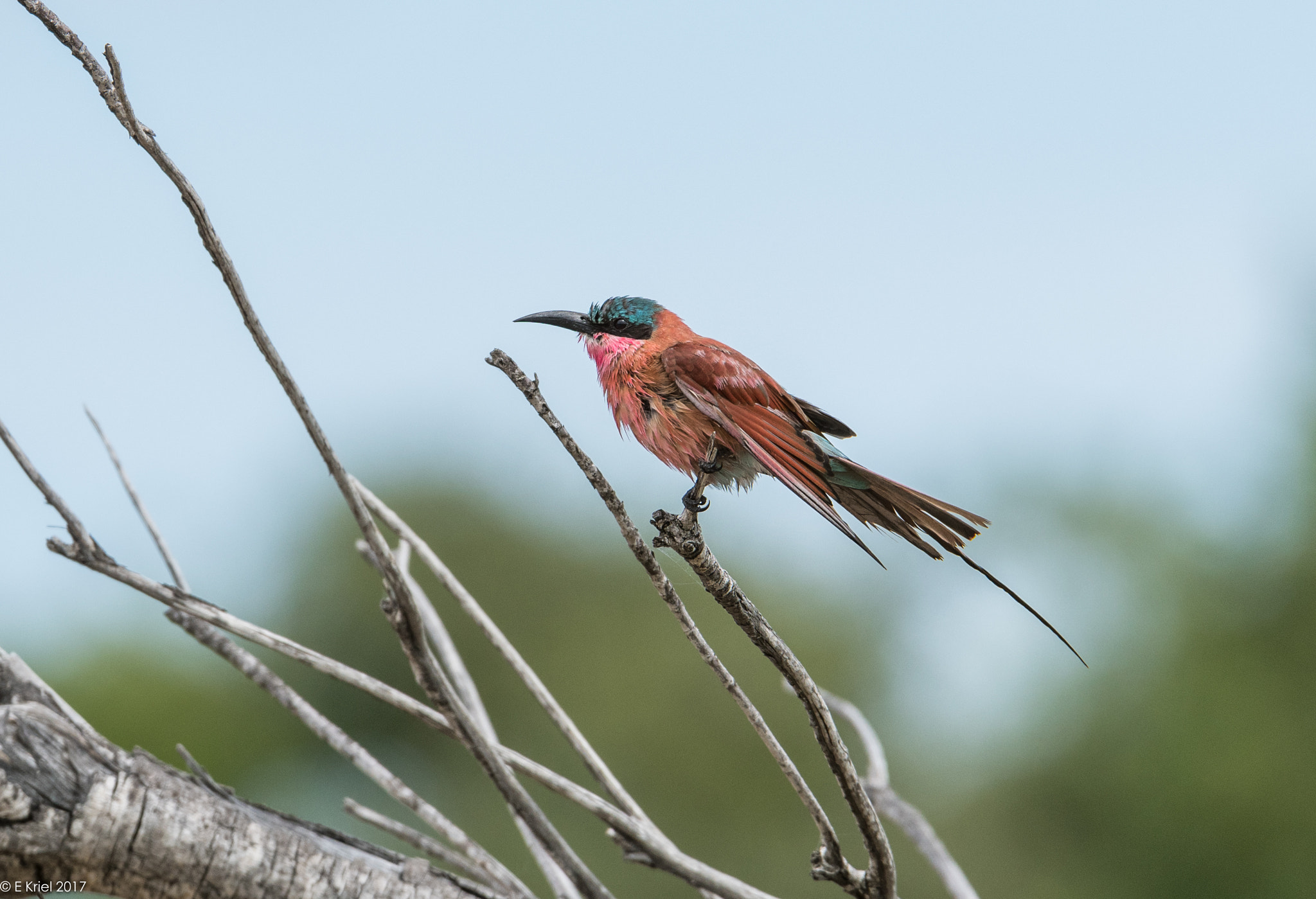 Nikon AF-S Nikkor 200-400mm F4G ED-IF VR sample photo. Safari trip march 2017 - carmine bee eater photography