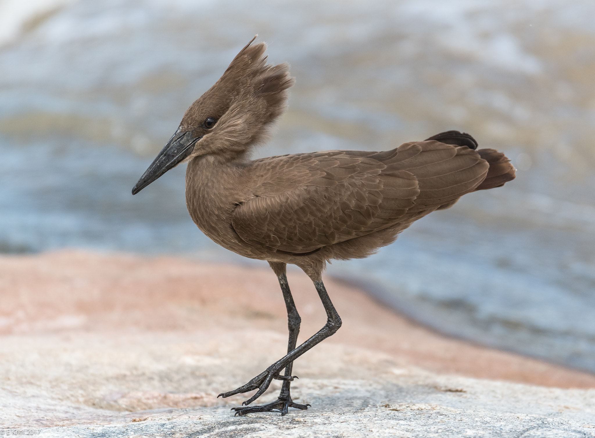 Nikon AF-S Nikkor 200-400mm F4G ED-IF VR sample photo. Safari trip march 2017 - hamerkop photography