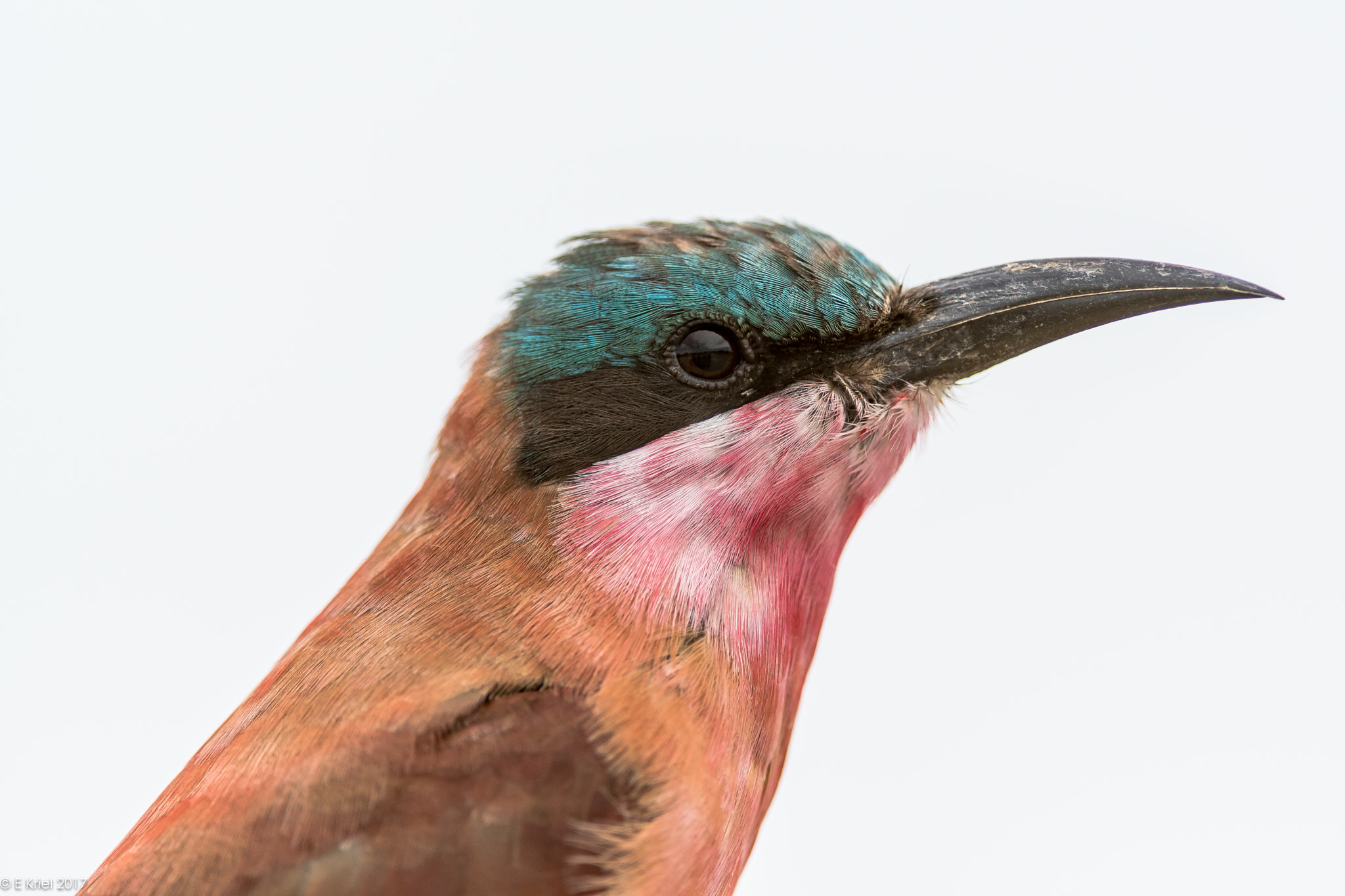 Nikon AF-S Nikkor 200-400mm F4G ED-IF VR sample photo. Safari trip march 2017 - carmine bee eater photography