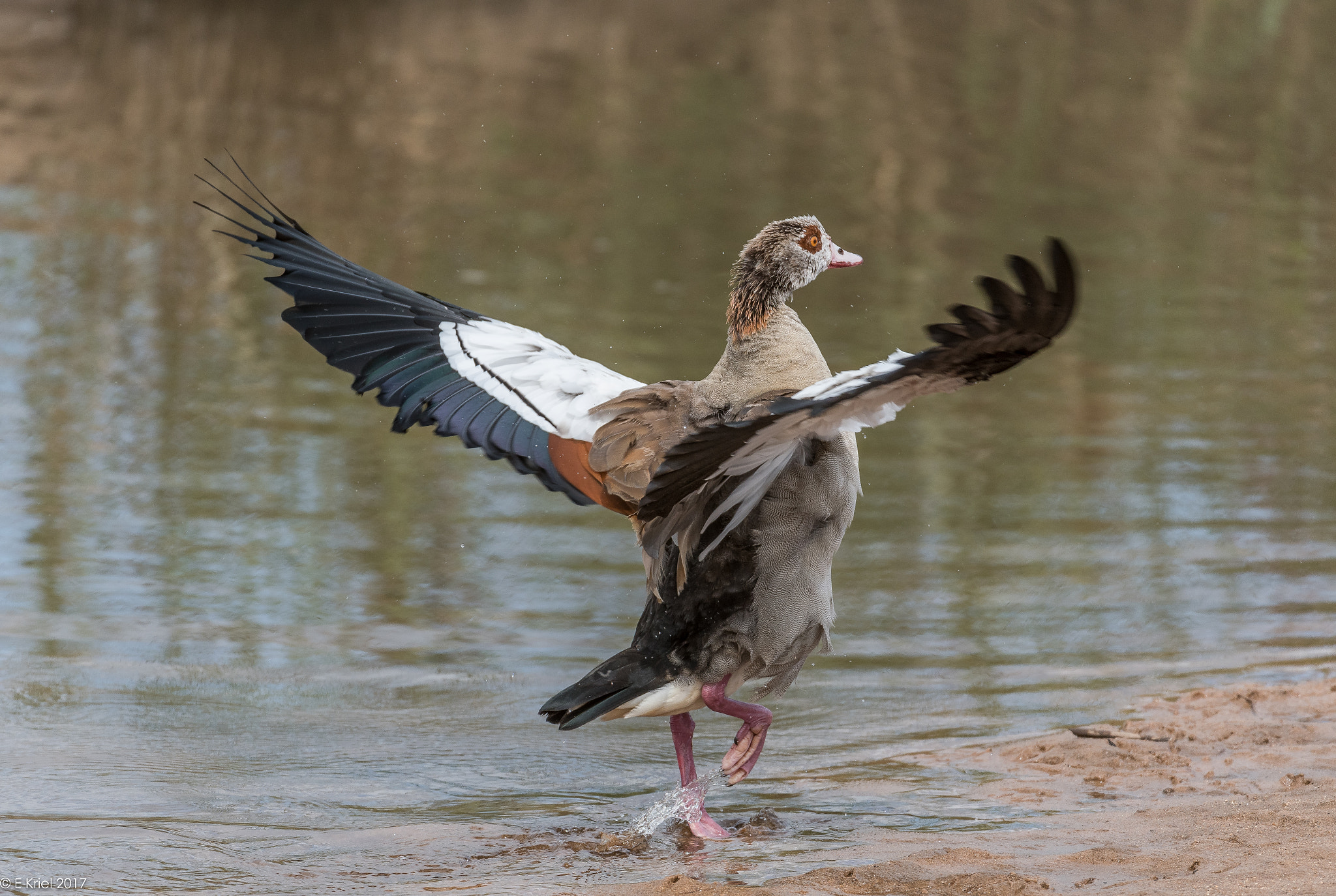 Nikon AF-S Nikkor 200-400mm F4G ED-IF VR sample photo. Safari trip march 2017 - egyptian goose photography