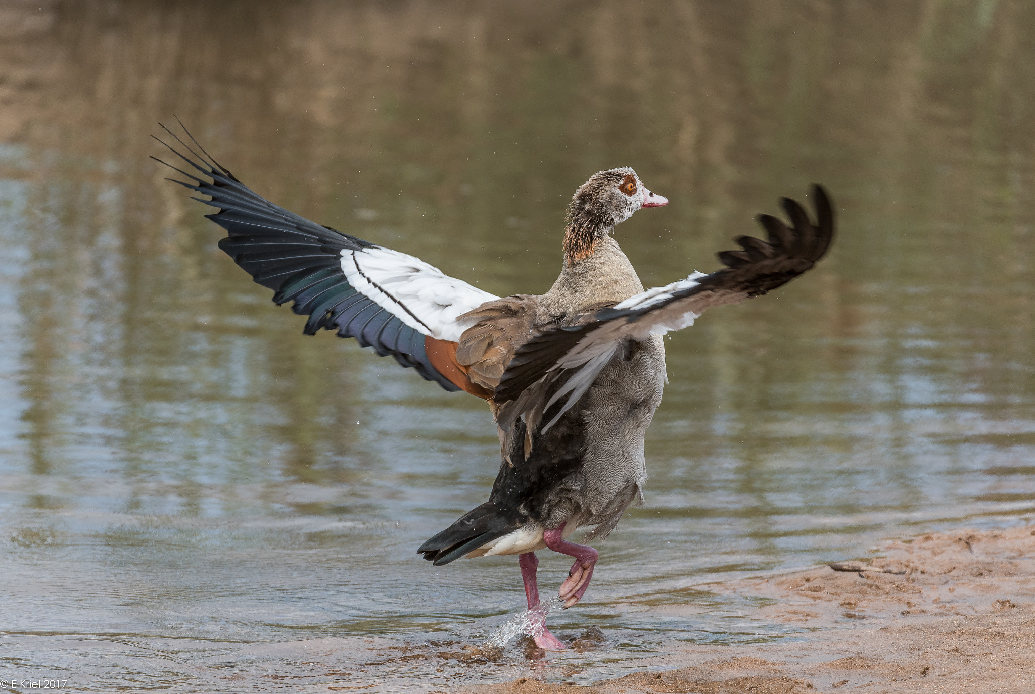 Nikon D500 + Nikon AF-S Nikkor 200-400mm F4G ED-IF VR sample photo. Safari trip march 2017 - egyptian goose photography