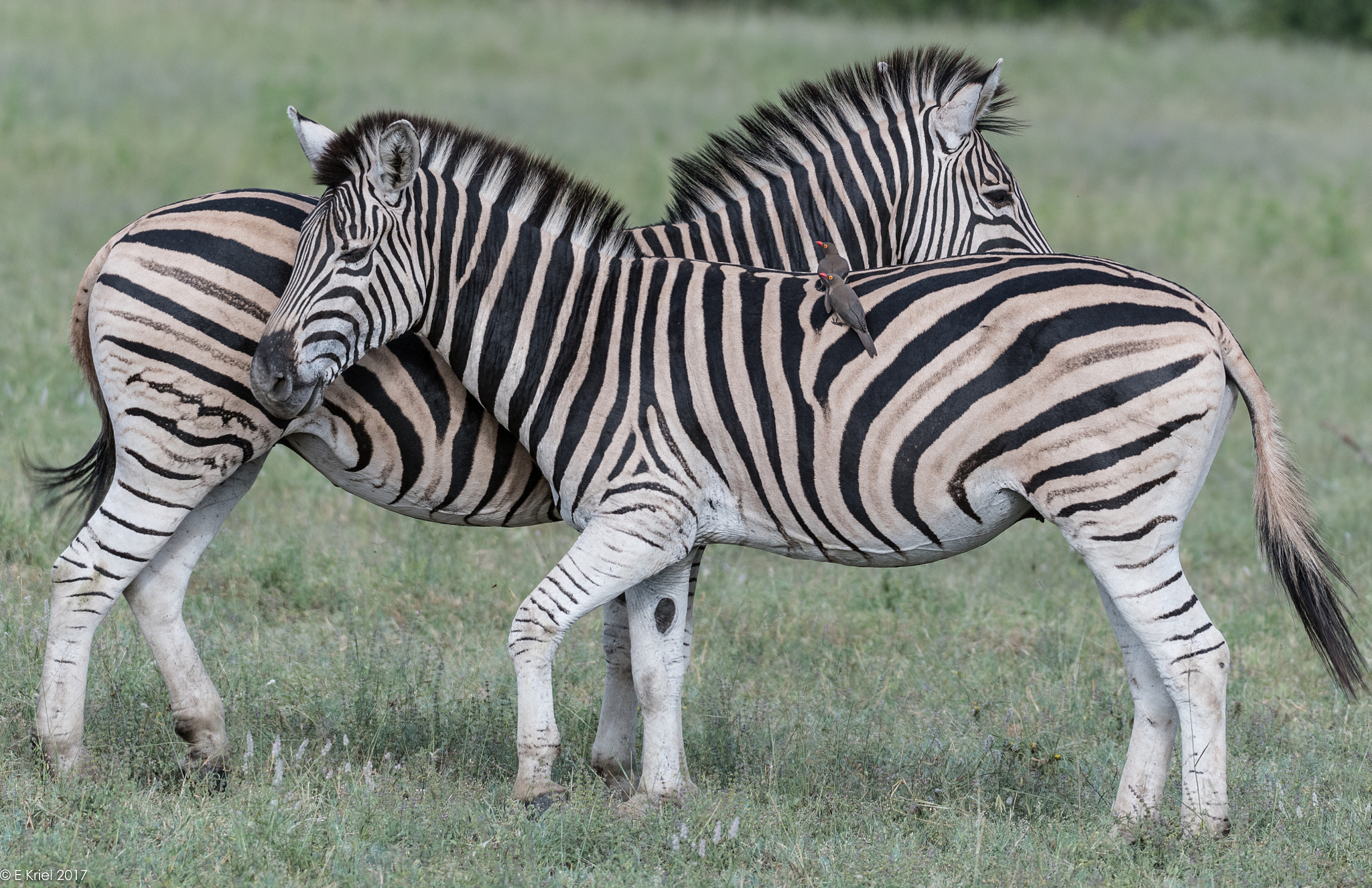 Nikon AF-S Nikkor 200-400mm F4G ED-IF VR sample photo. Safari trip march 2017 - zebra photography