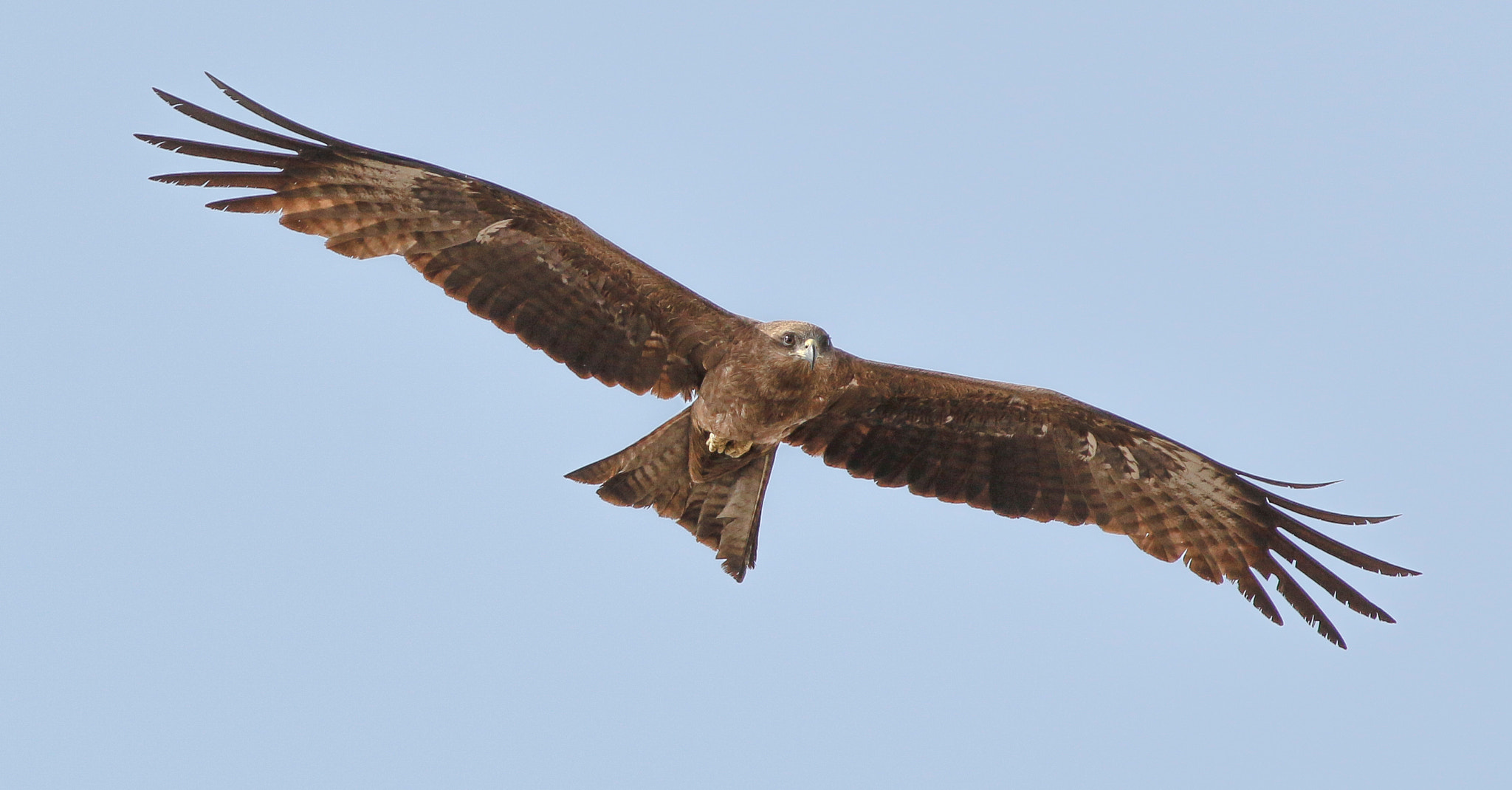Canon EOS 70D + Canon EF 400mm F5.6L USM sample photo. Kite (eye to eye) photography