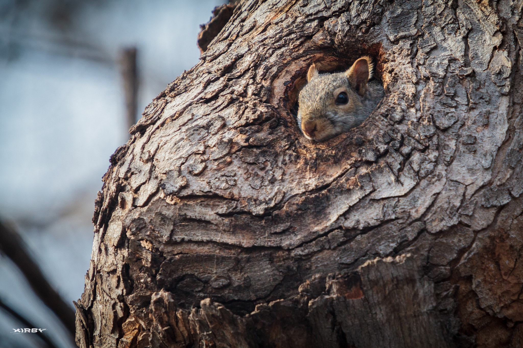 Canon EOS 5D Mark II + Canon EF 70-200mm F2.8L USM sample photo. Lookout photography