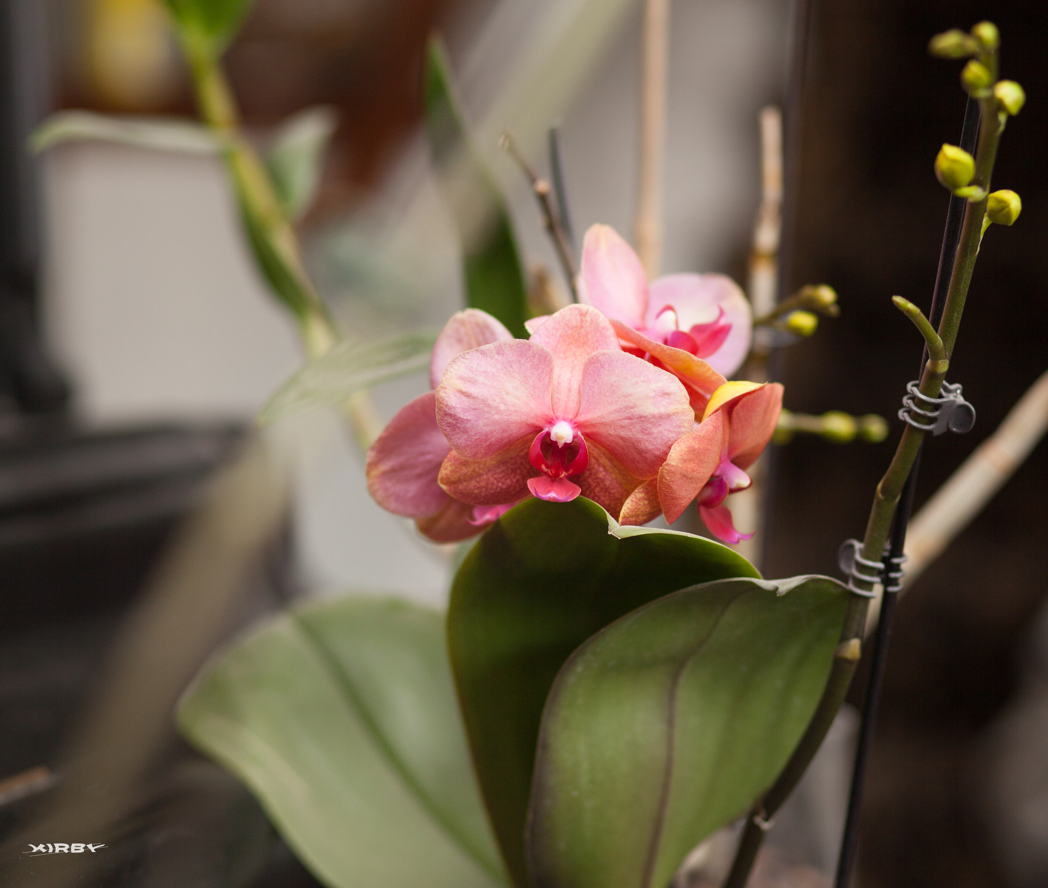 Canon EOS 5D Mark II sample photo. Peach orchid photography