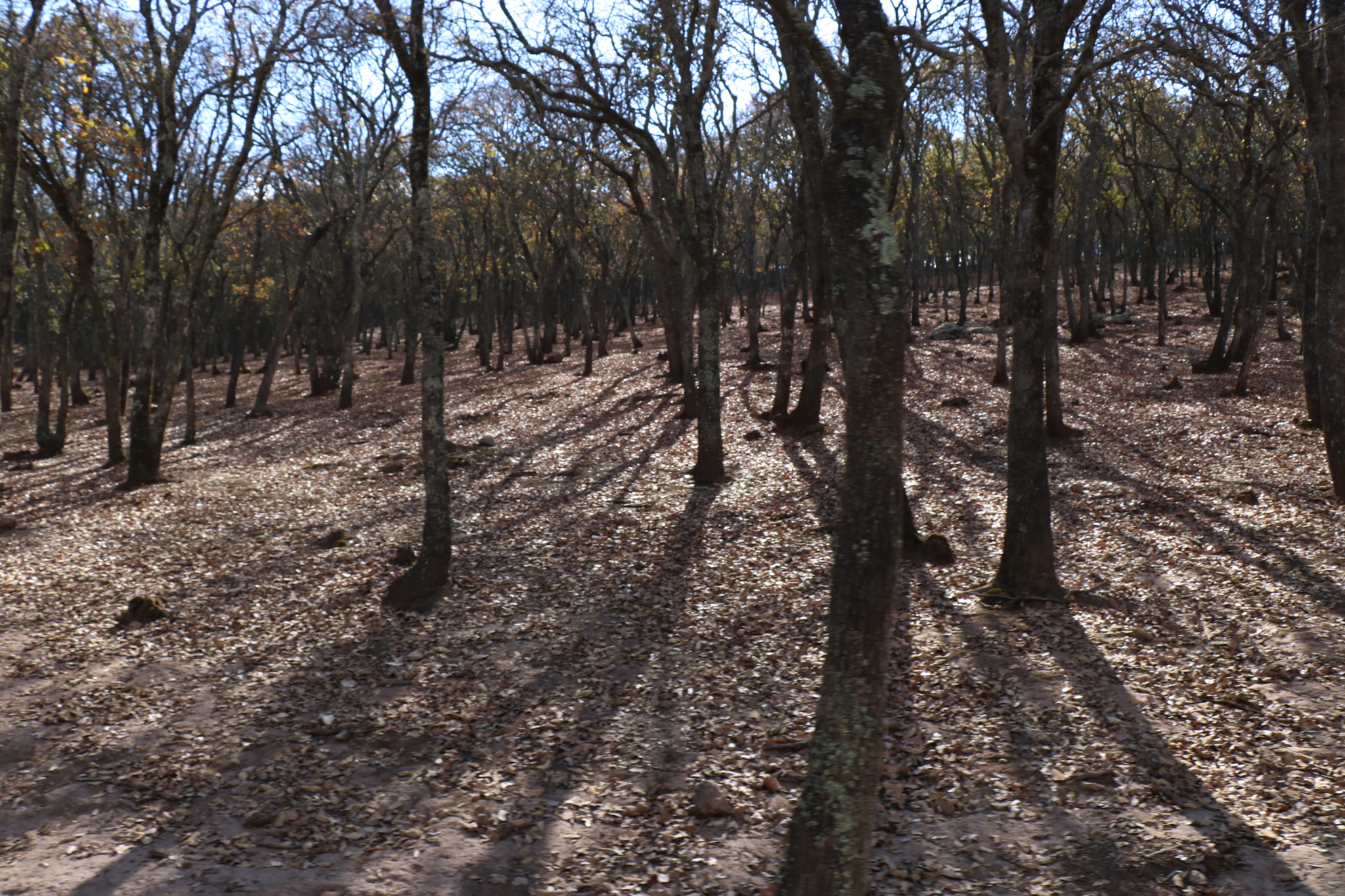 Canon EOS 750D (EOS Rebel T6i / EOS Kiss X8i) sample photo. Dry trees photography