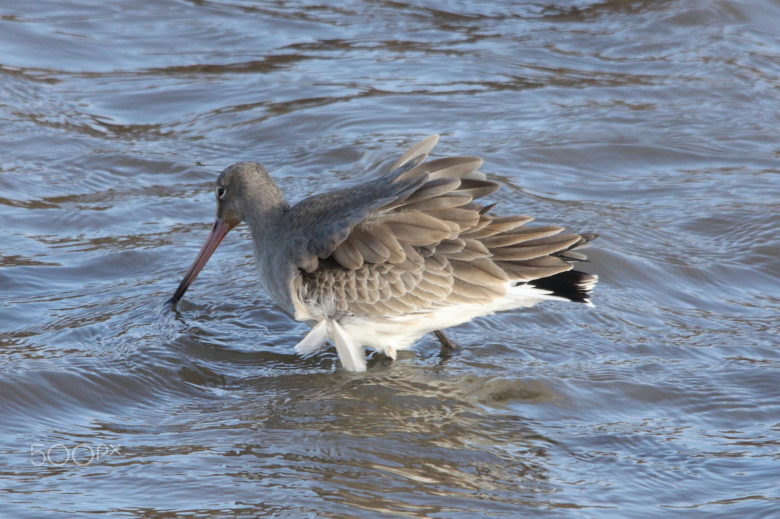 Sigma 150-500mm F5-6.3 DG OS HSM sample photo. Blackwit photography