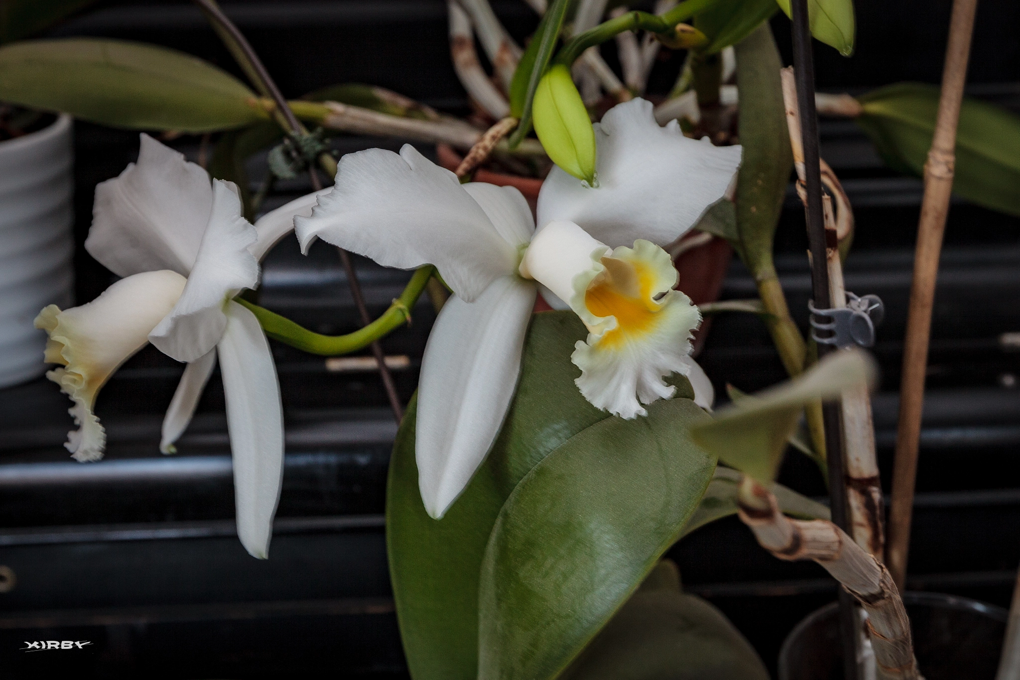 Canon EF 16-35mm F2.8L II USM sample photo. White orchid photography