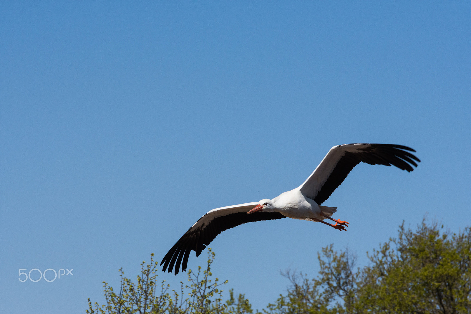 Nikon D7200 sample photo. White stork photography