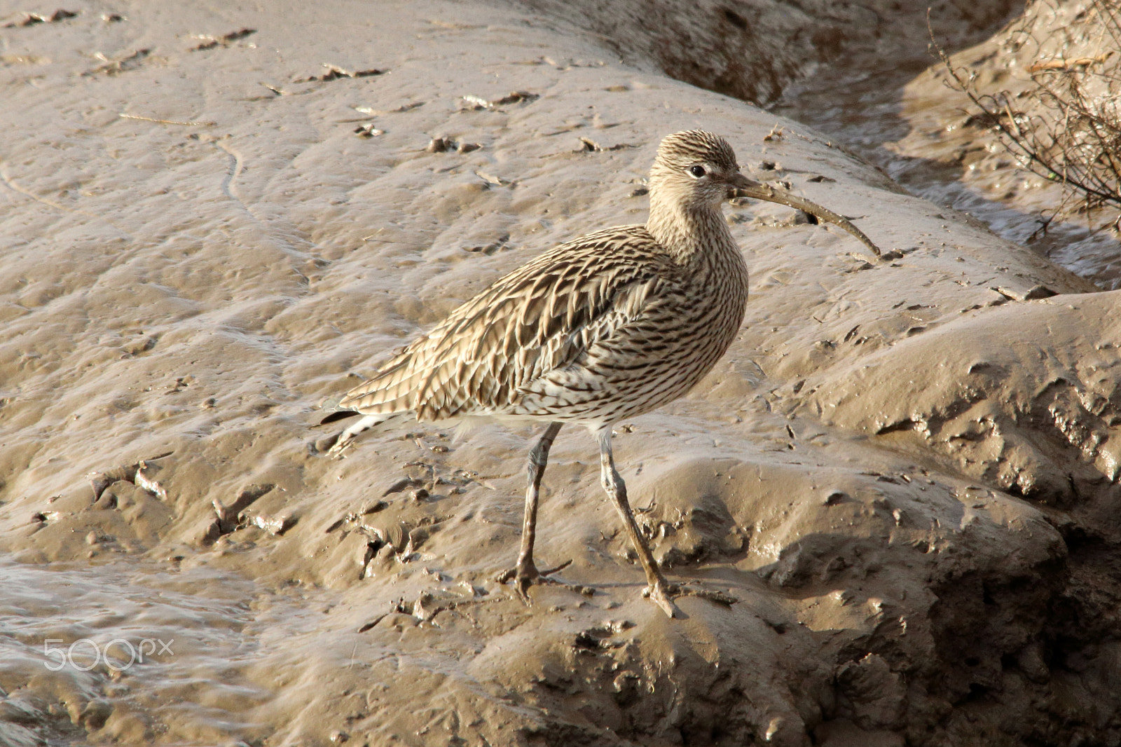 Canon EOS 70D + Sigma 150-500mm F5-6.3 DG OS HSM sample photo. Muddy curlew photography