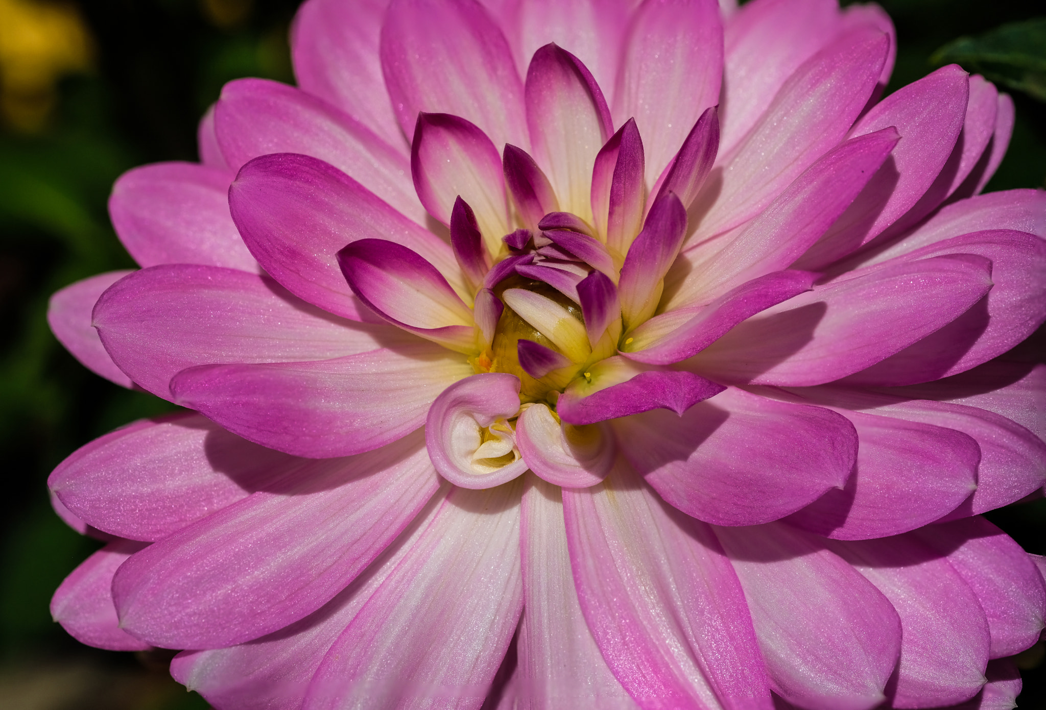 Fujifilm X-Pro2 + Fujifilm XF 60mm F2.4 R Macro sample photo. Morning wake up photography