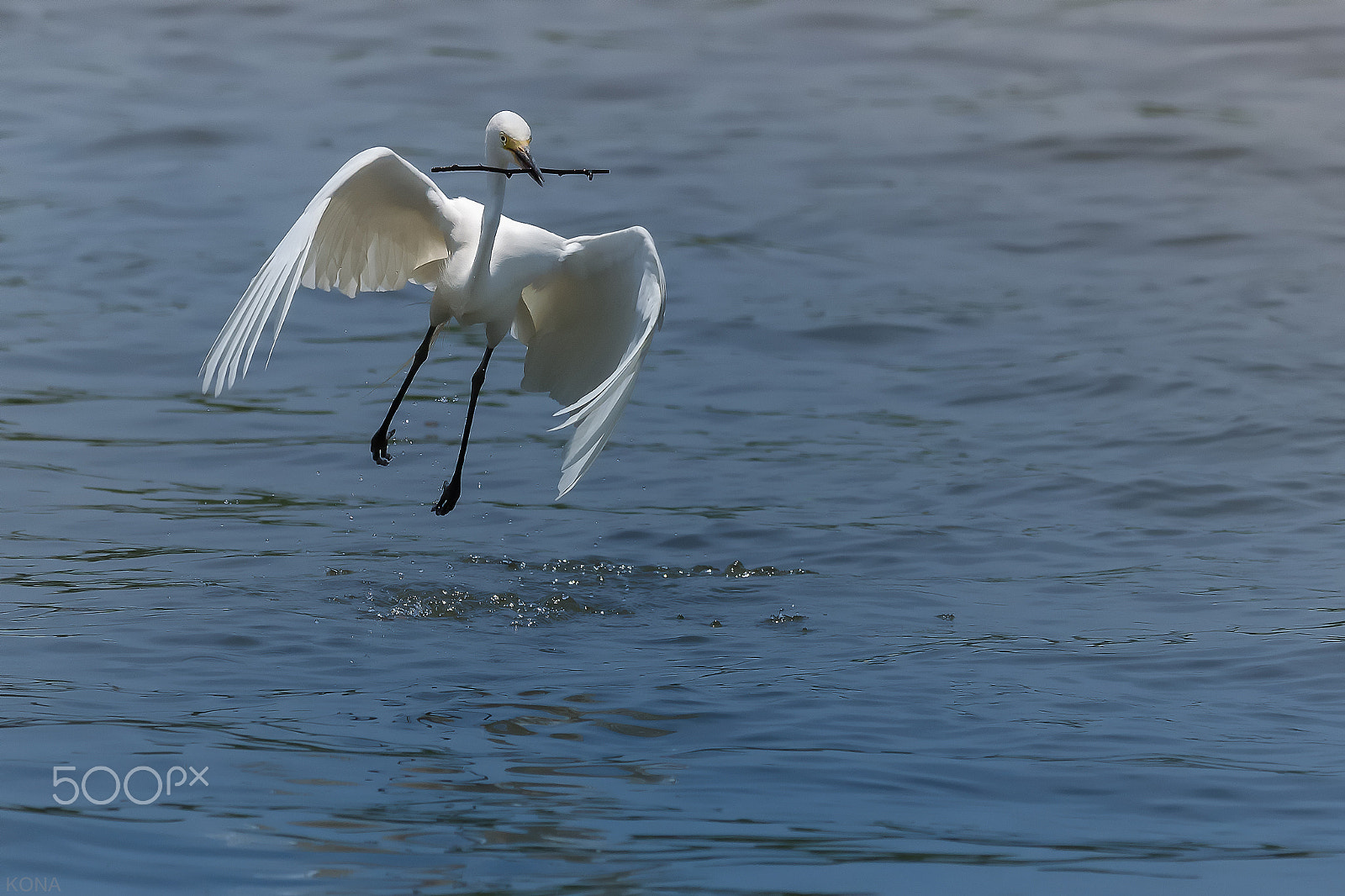 Nikon AF-S Nikkor 400mm F2.8G ED VR II sample photo. Sagi    33324868470.jpg photography