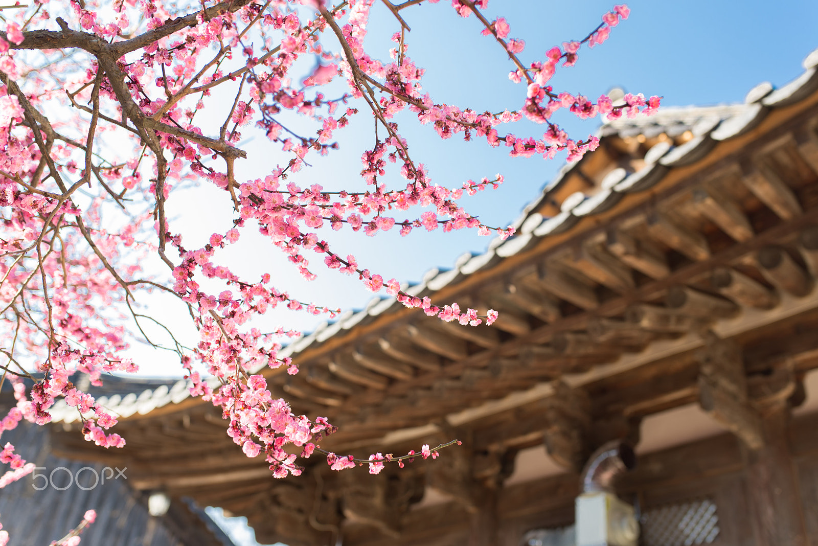 Nikon D600 sample photo. Temple and ume flowers photography