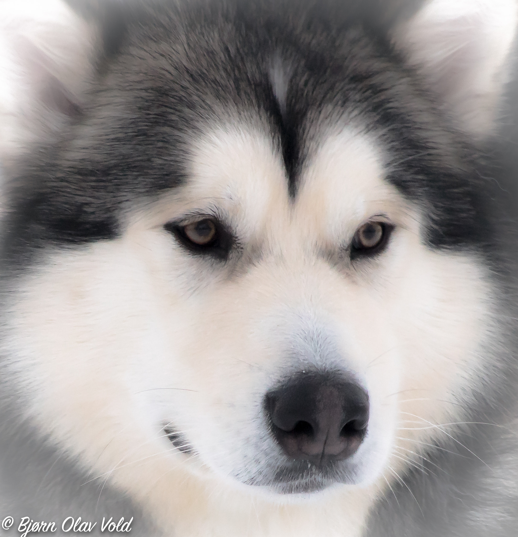 Sony 75-300mm F4.5-5.6 sample photo. Anoki (of ) photography