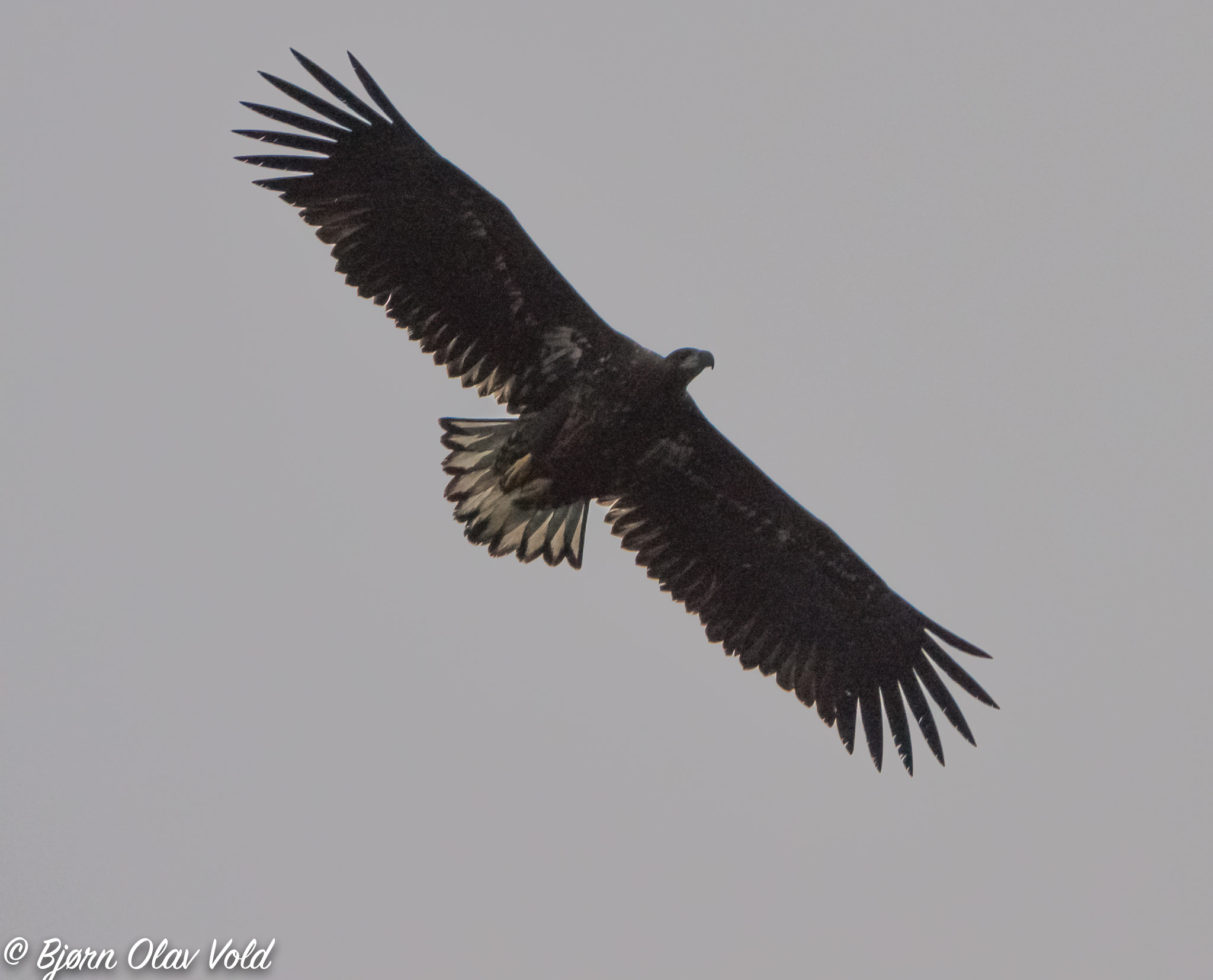 Sony ILCA-77M2 + Tamron SP 150-600mm F5-6.3 Di VC USD sample photo. Fuglesafari(of ) photography