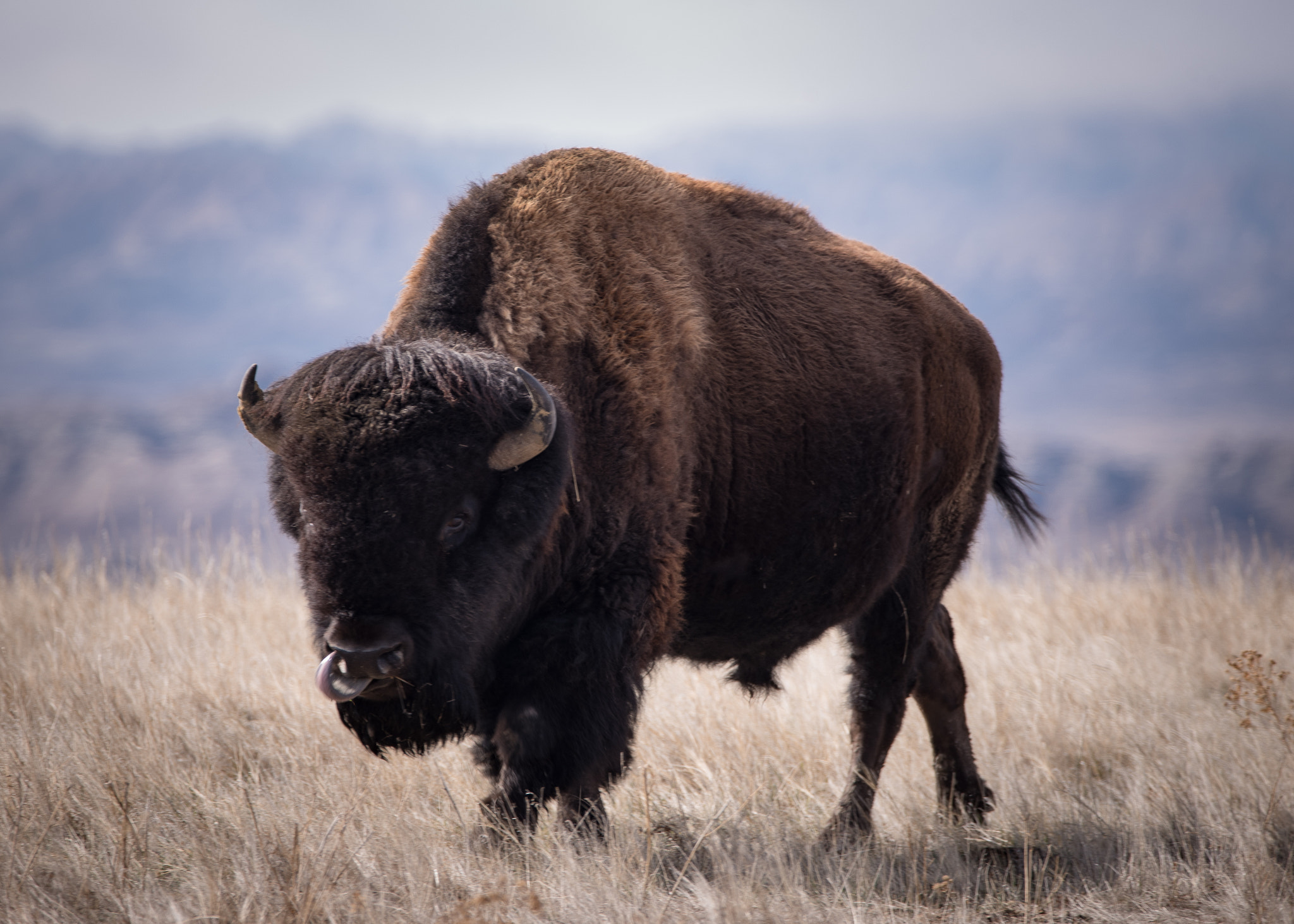 Nikon D750 sample photo. Tastes like prairie dog photography