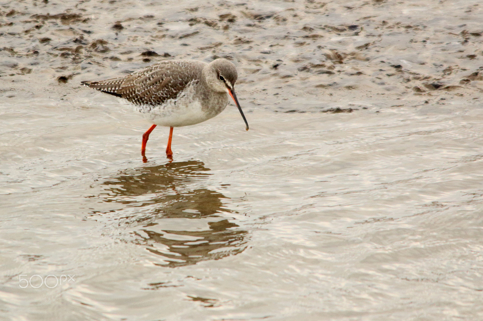 Canon EOS 70D + Sigma 150-500mm F5-6.3 DG OS HSM sample photo. Spot shank photography