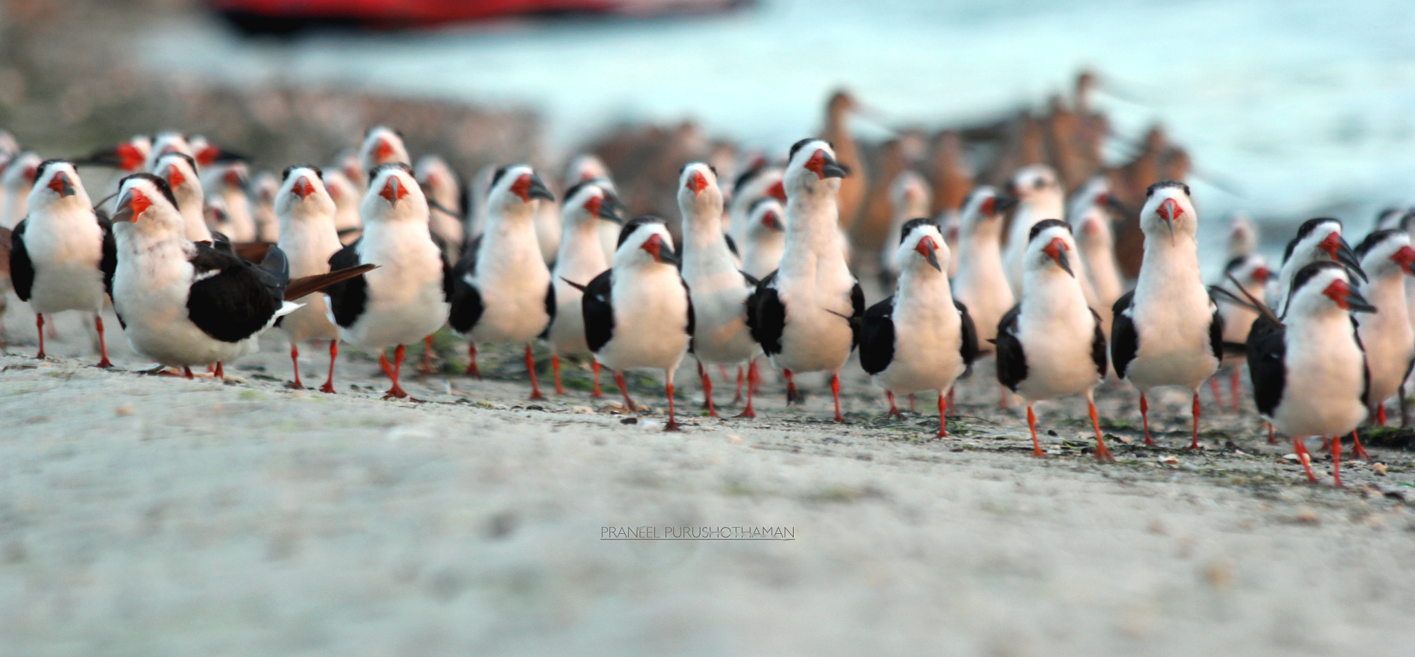 Canon EF 70-300mm F4-5.6 IS USM sample photo. Blackskimmer photography