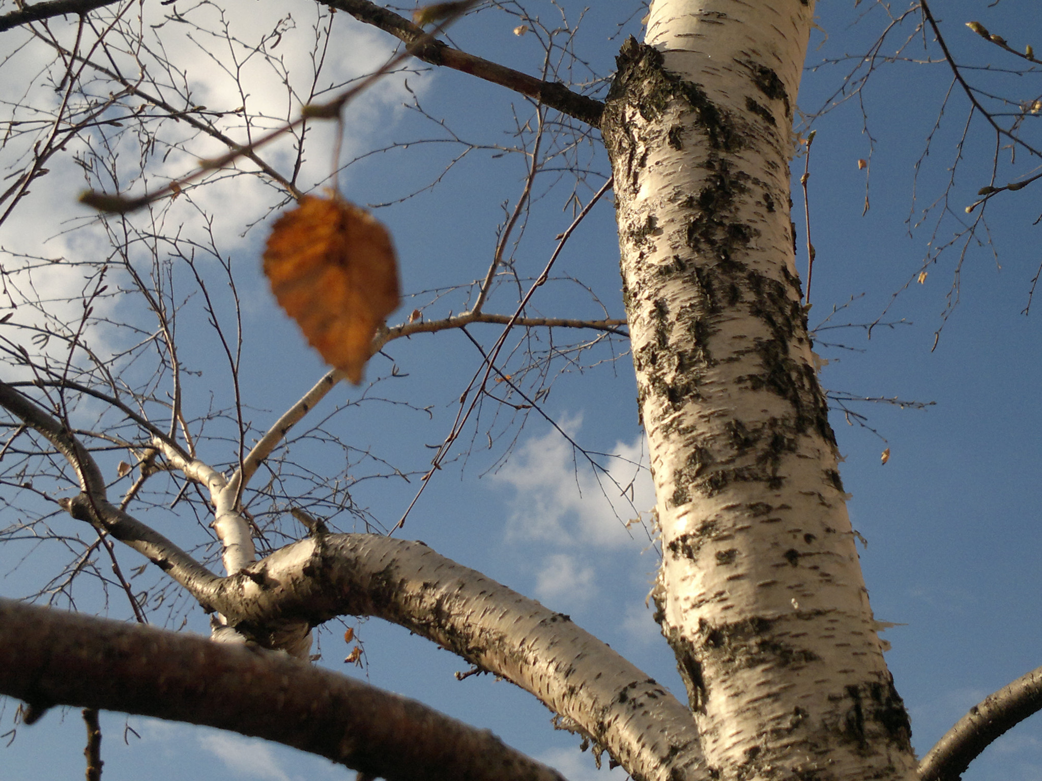 Nokia N8-00 sample photo. Kiev photography