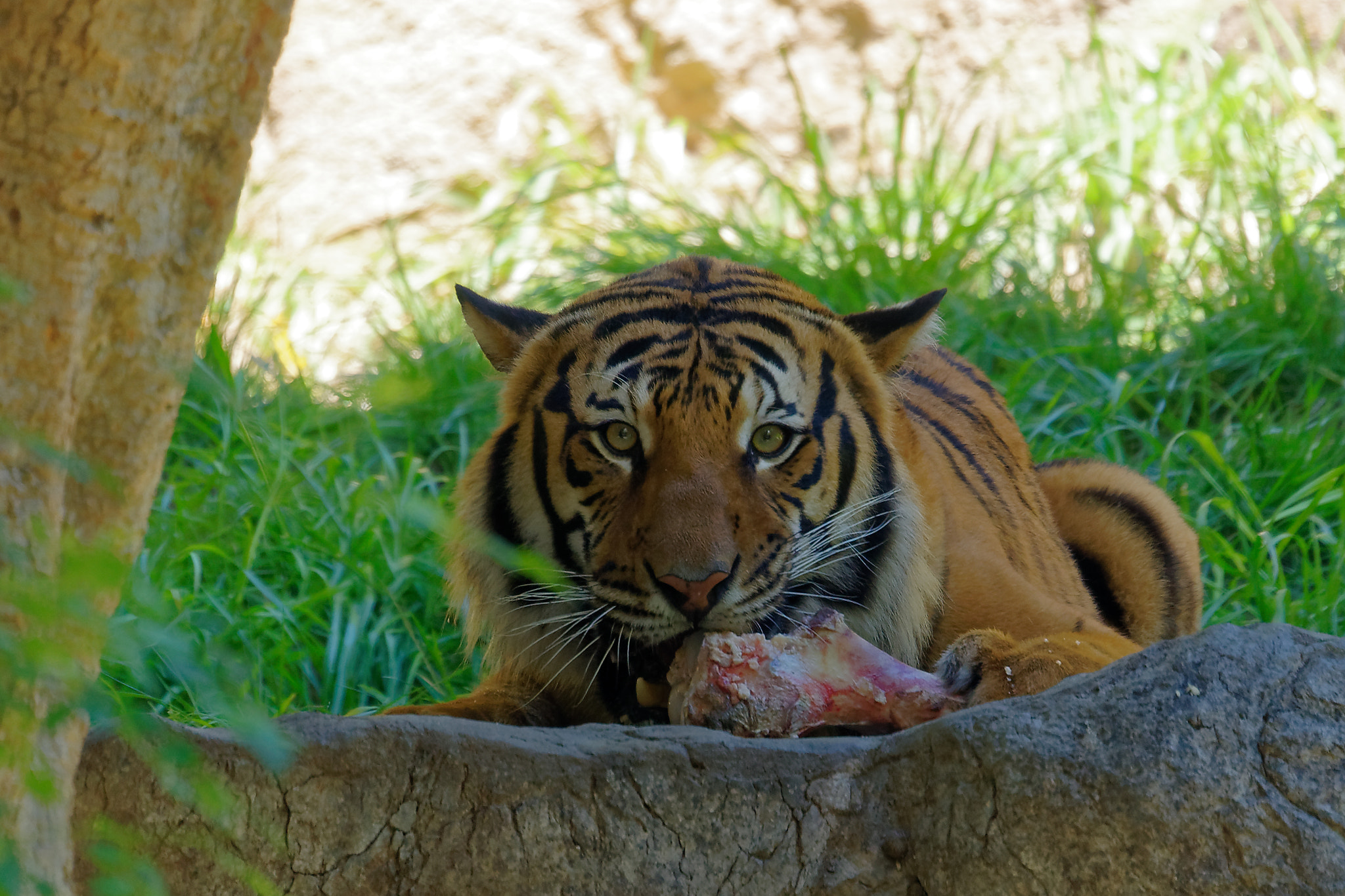 Sony FE 70-300mm F4.5-5.6 G OSS sample photo. Mine... photography