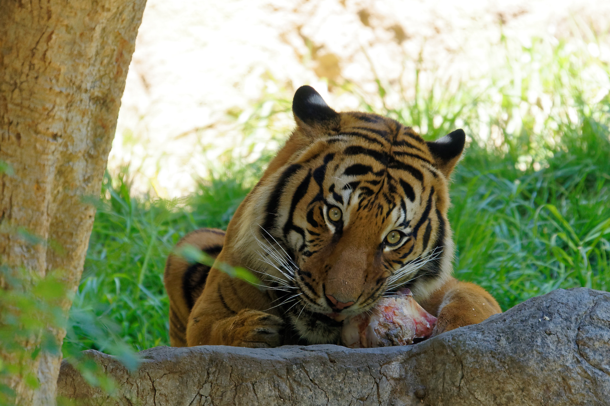 Sony FE 70-300mm F4.5-5.6 G OSS sample photo. Mine... photography