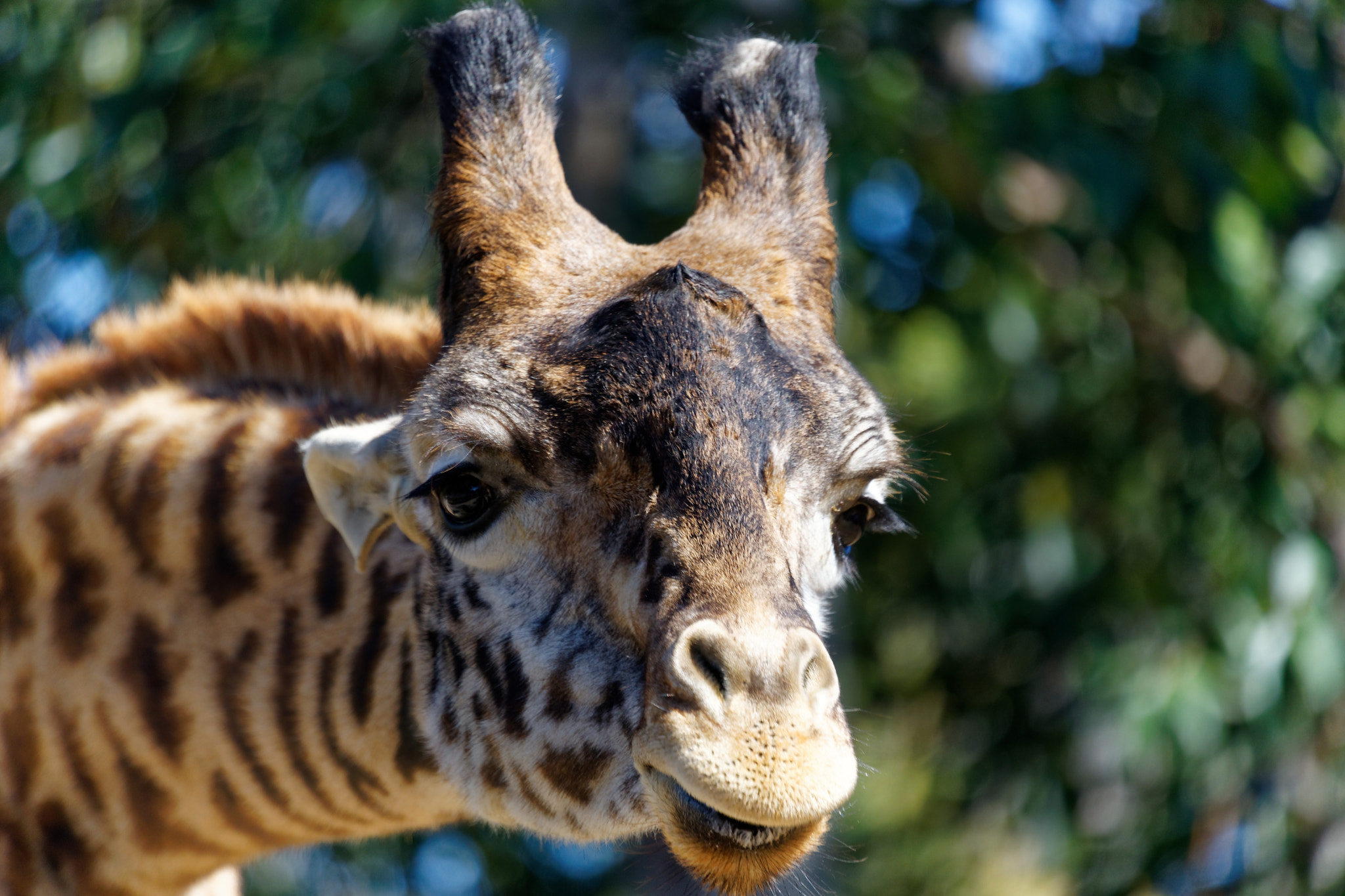 Sony FE 70-300mm F4.5-5.6 G OSS sample photo. Well, hello there photography