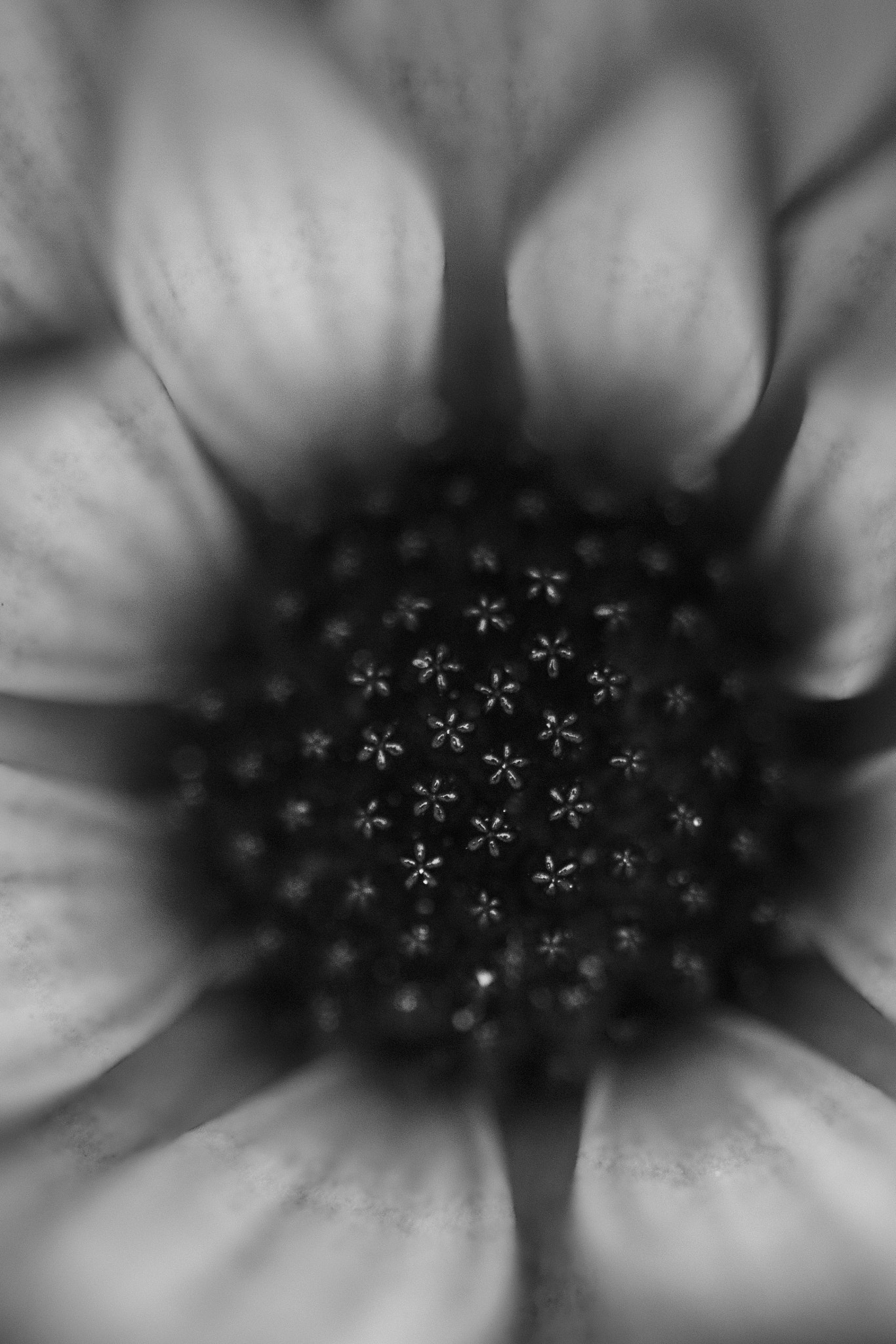 Nikon AF-S Micro-Nikkor 105mm F2.8G IF-ED VR sample photo. Disc florets in b&w photography
