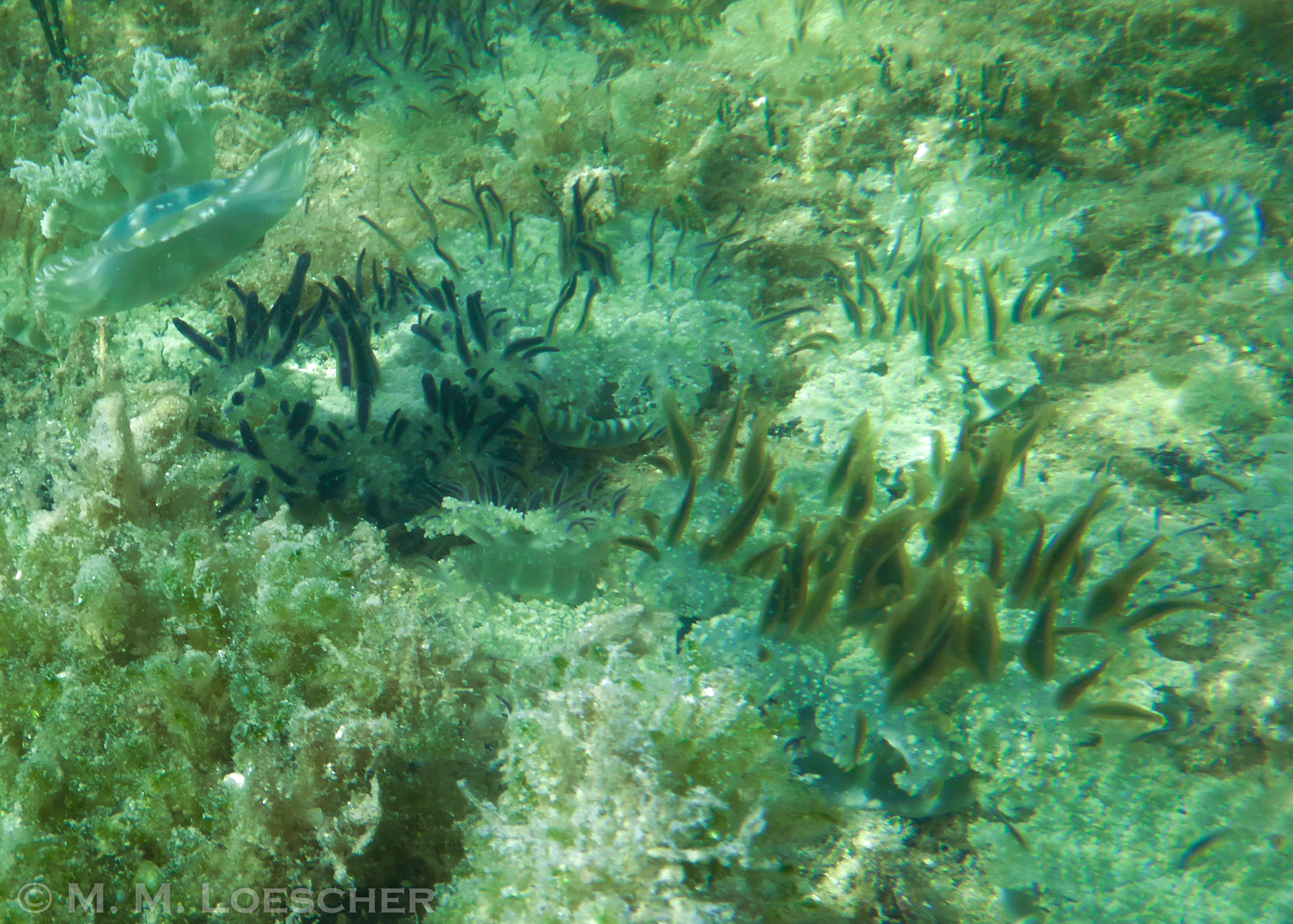 Panasonic Lumix DMC-TS5 (Lumix DMC-FT5) sample photo. Florida keys cassiopeia jellyfish party photography