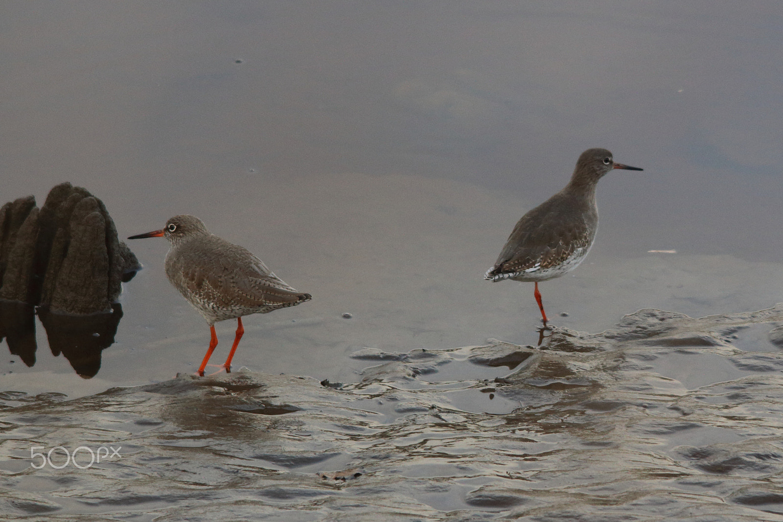 Sigma 150-500mm F5-6.3 DG OS HSM sample photo. Not talking to you! photography