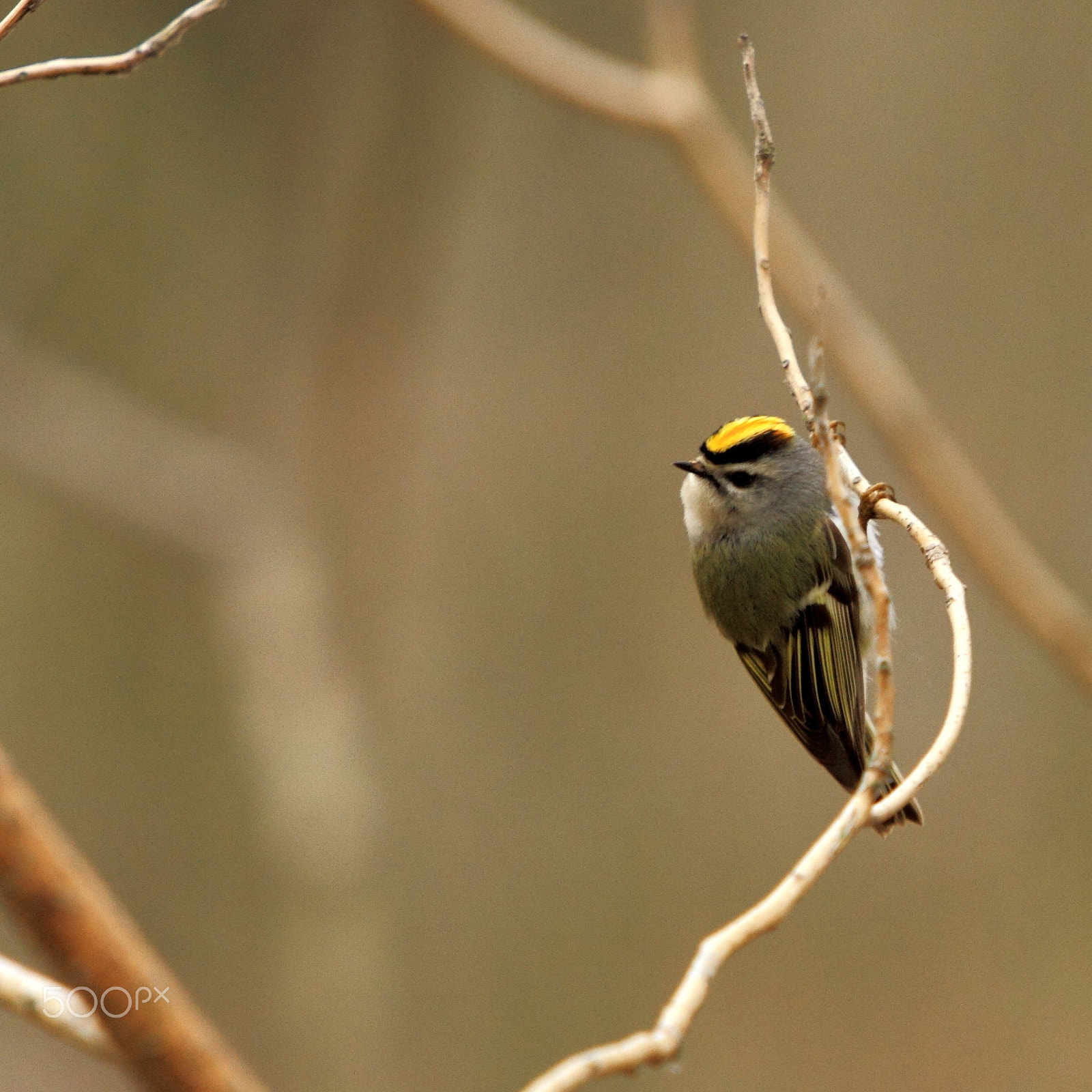 Canon EOS 7D + Canon EF 70-200mm F4L IS USM sample photo. Yellow photography